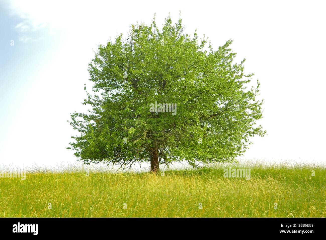 Tree on a field Stock Photo