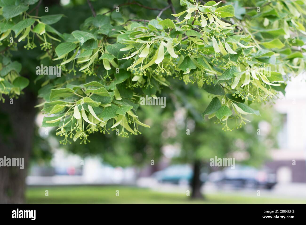 Linden tree about to blossom in spring Stock Photo