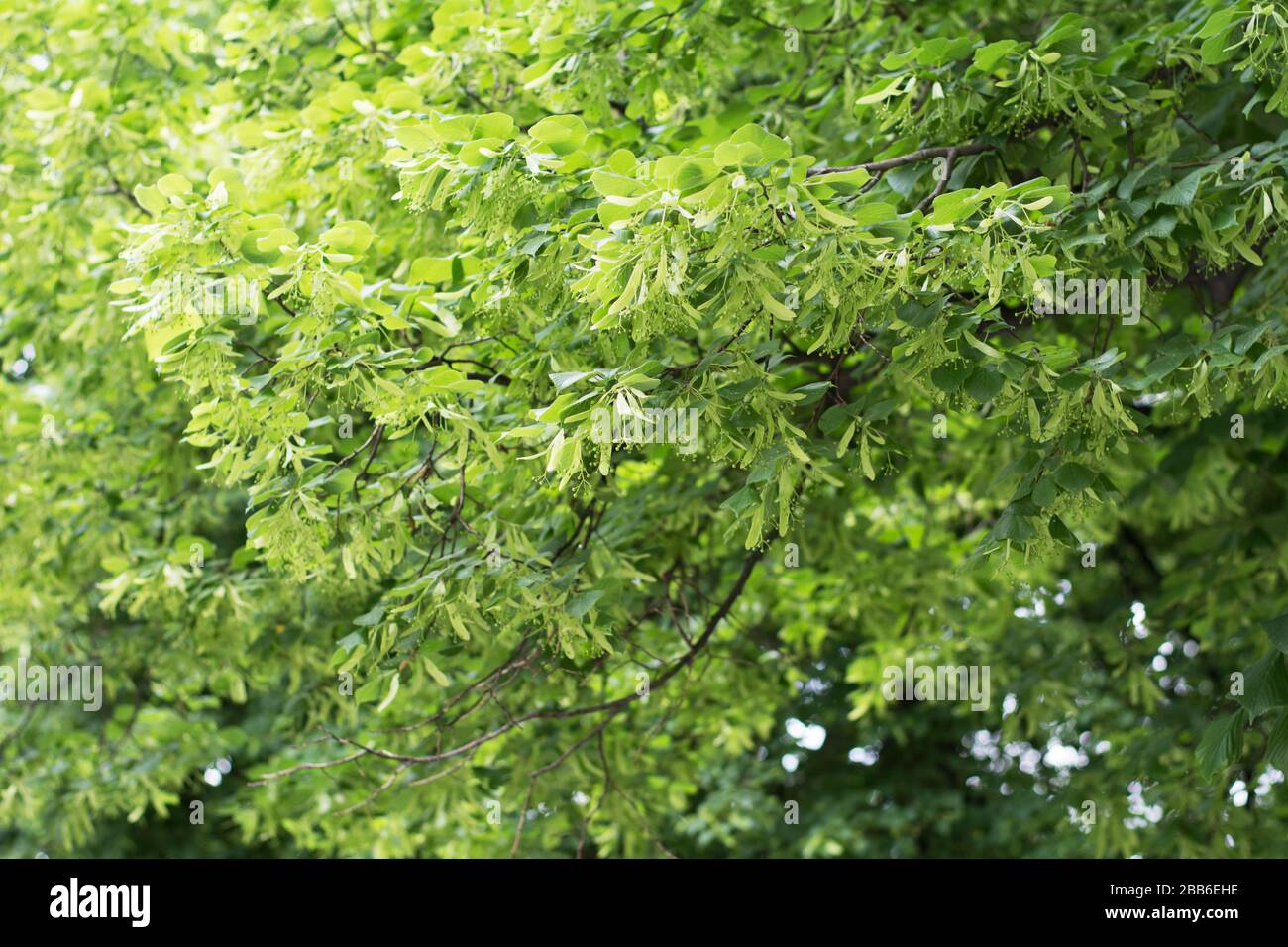 Linden tree lush green branches in spring Stock Photo