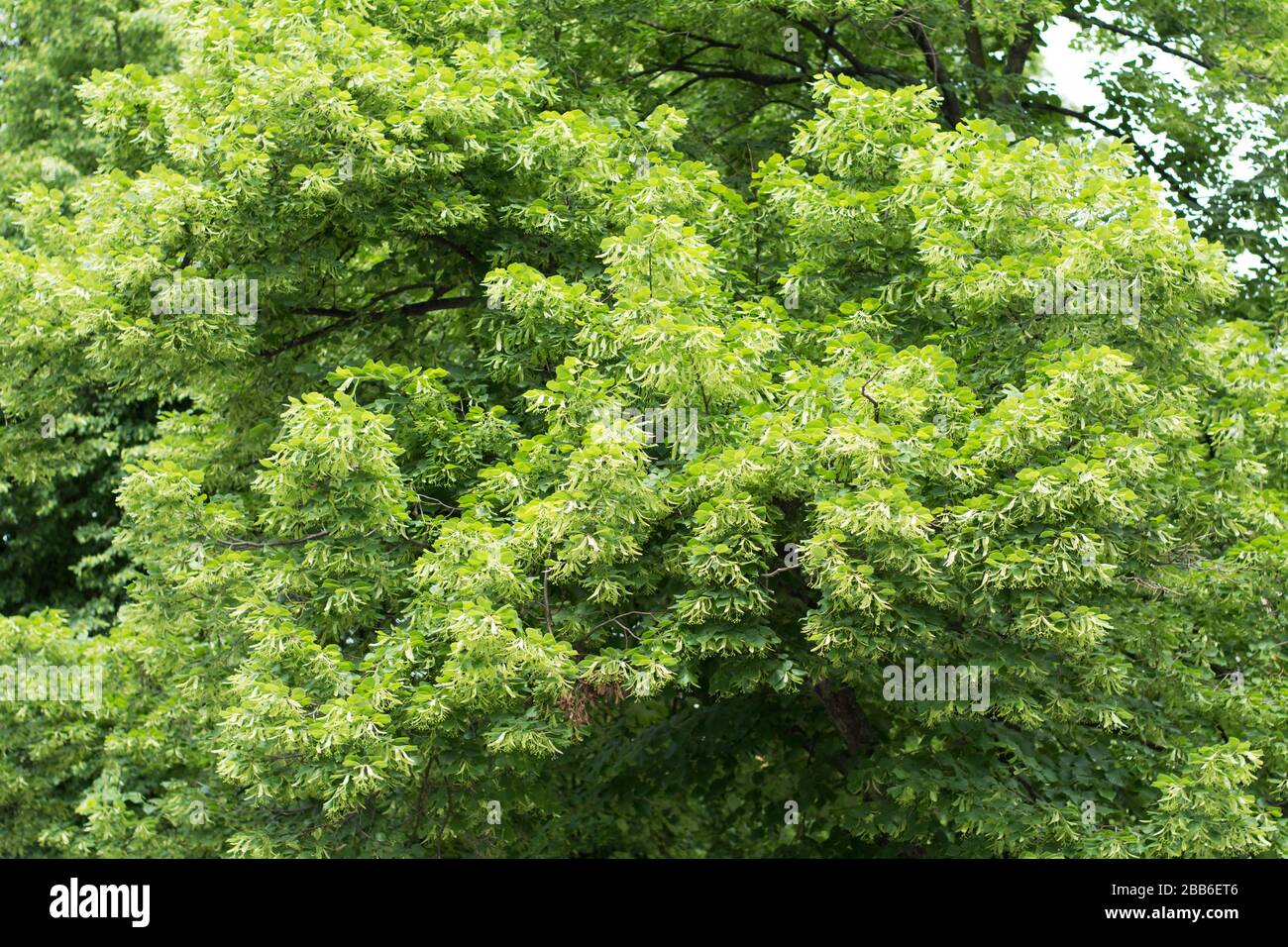 Lush greenery of linden tree in spring Stock Photo