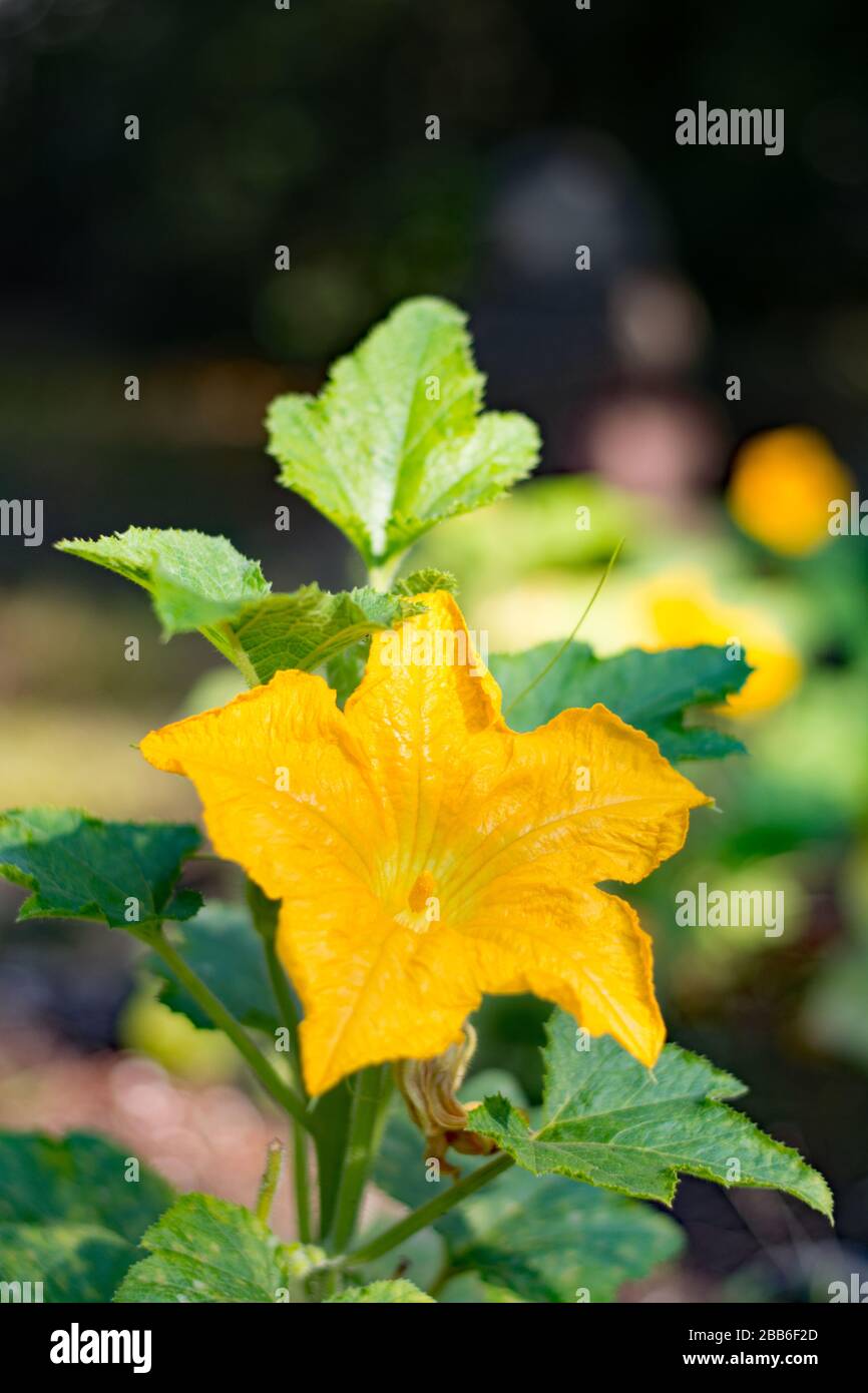 Pumpkin with floral stem hi-res stock photography and images - Alamy