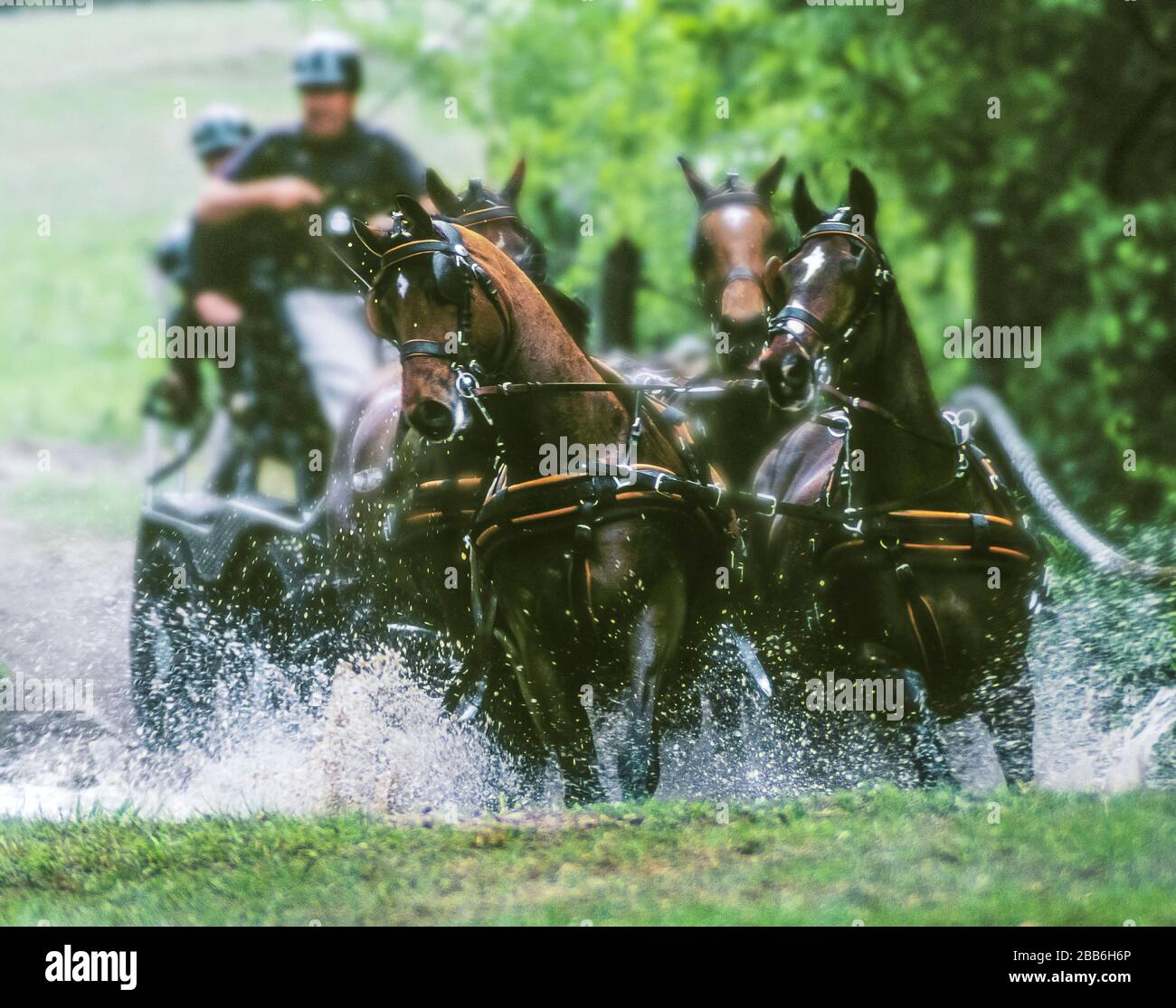 Combined Driving Competition Olympic Trials, Ocala FL Stock Photo Alamy