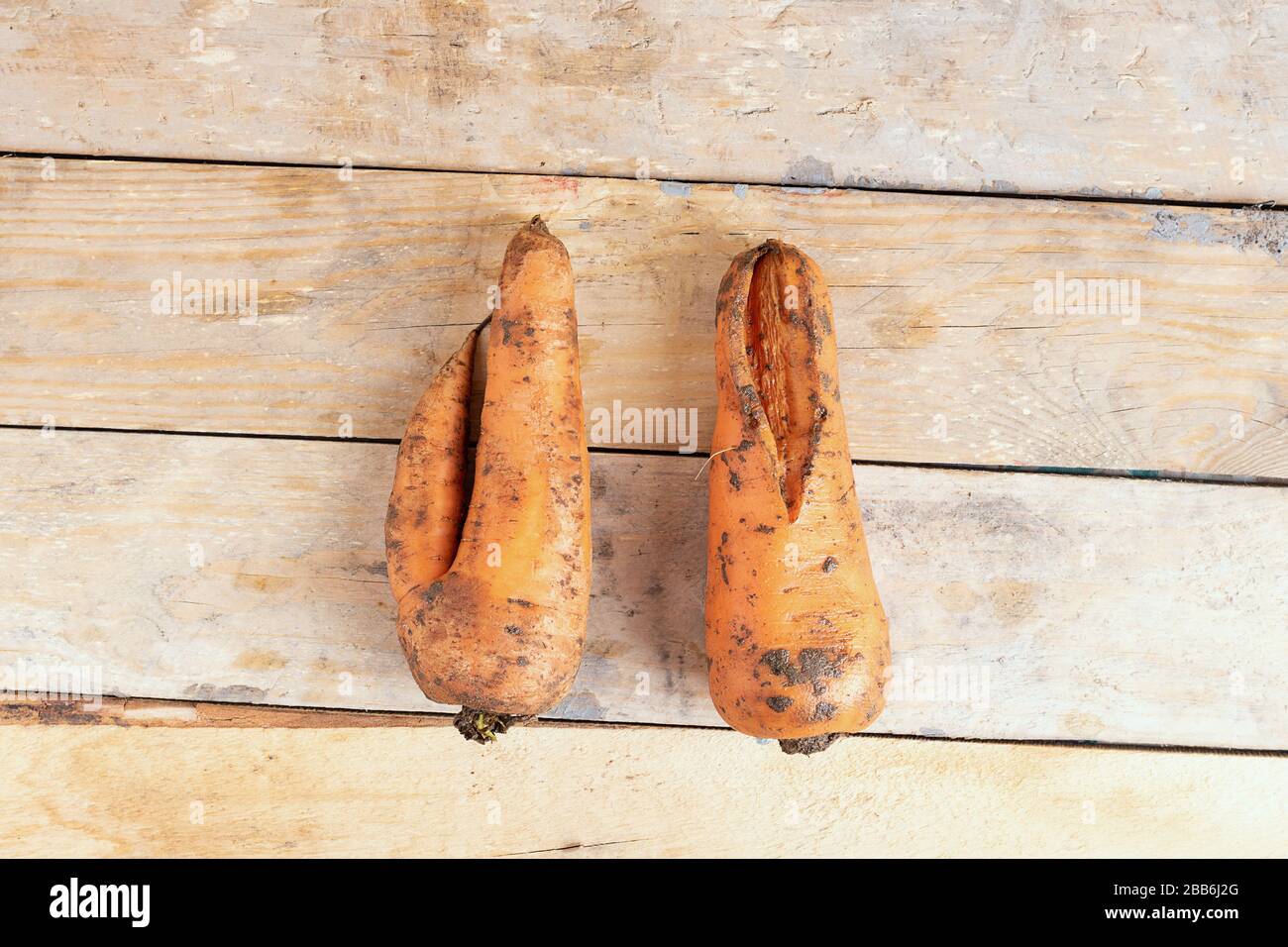 Two ugly dirty trend carrots lying on wooden table. Flat lay Stock Photo