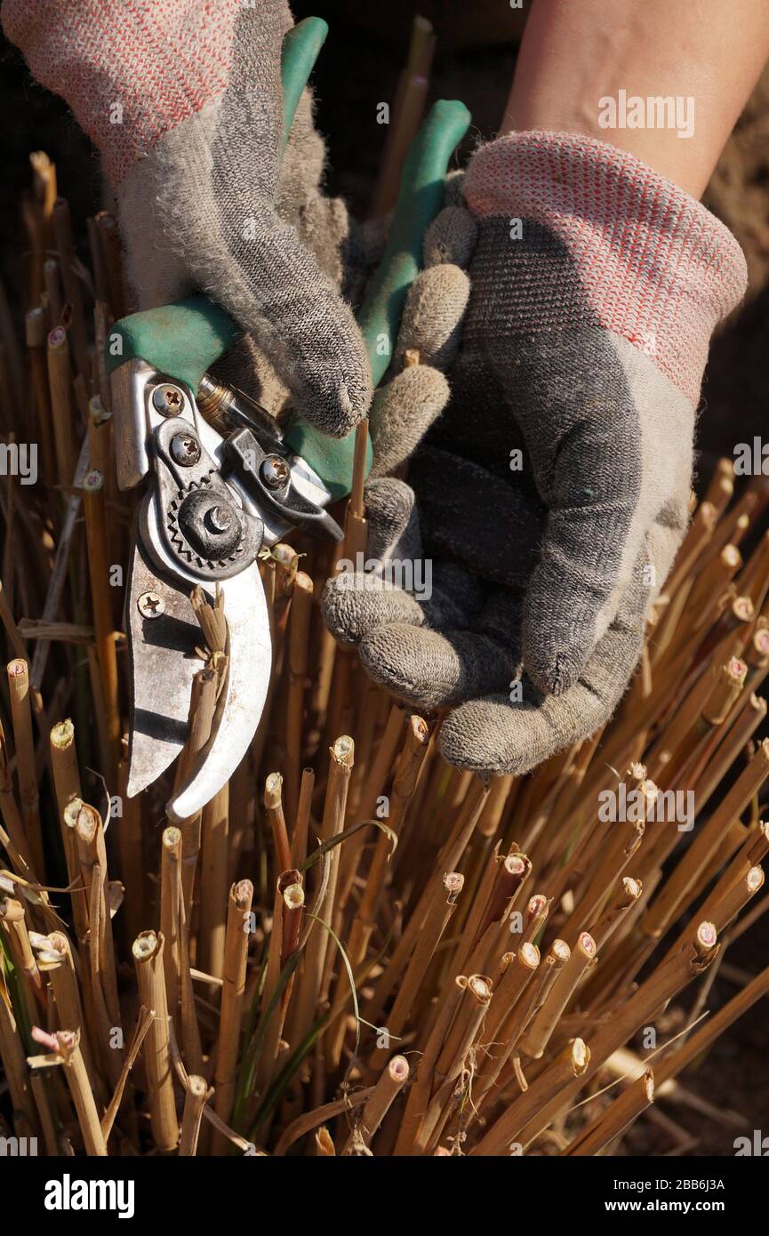 Spring gardening. Pruning with pruning shears of last year's grass