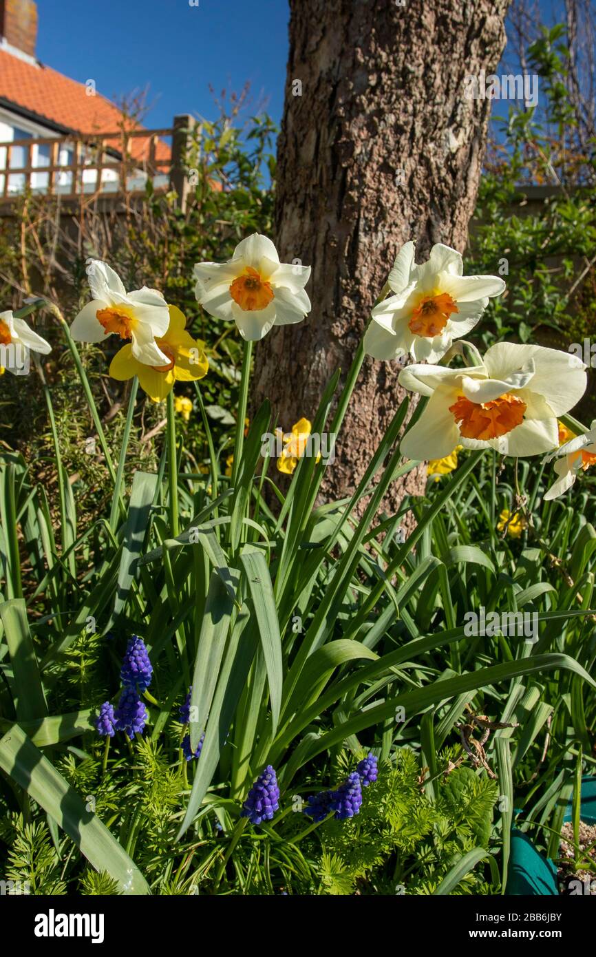 Daffodils flowering in the sunshine of an English urban spring garden, London, England, United
