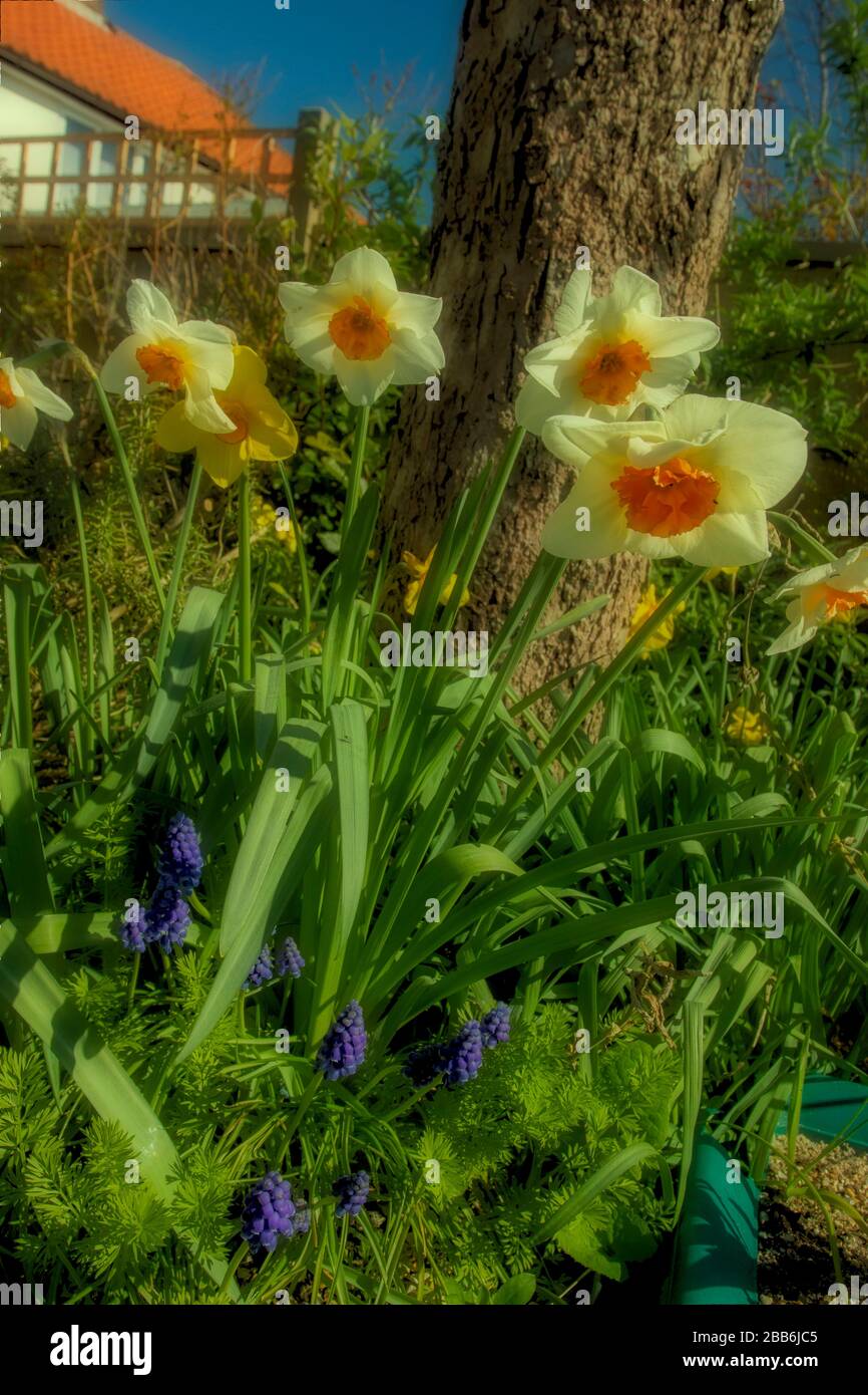 Daffodils flowering in the sunshine of an English urban spring garden, London, England, United