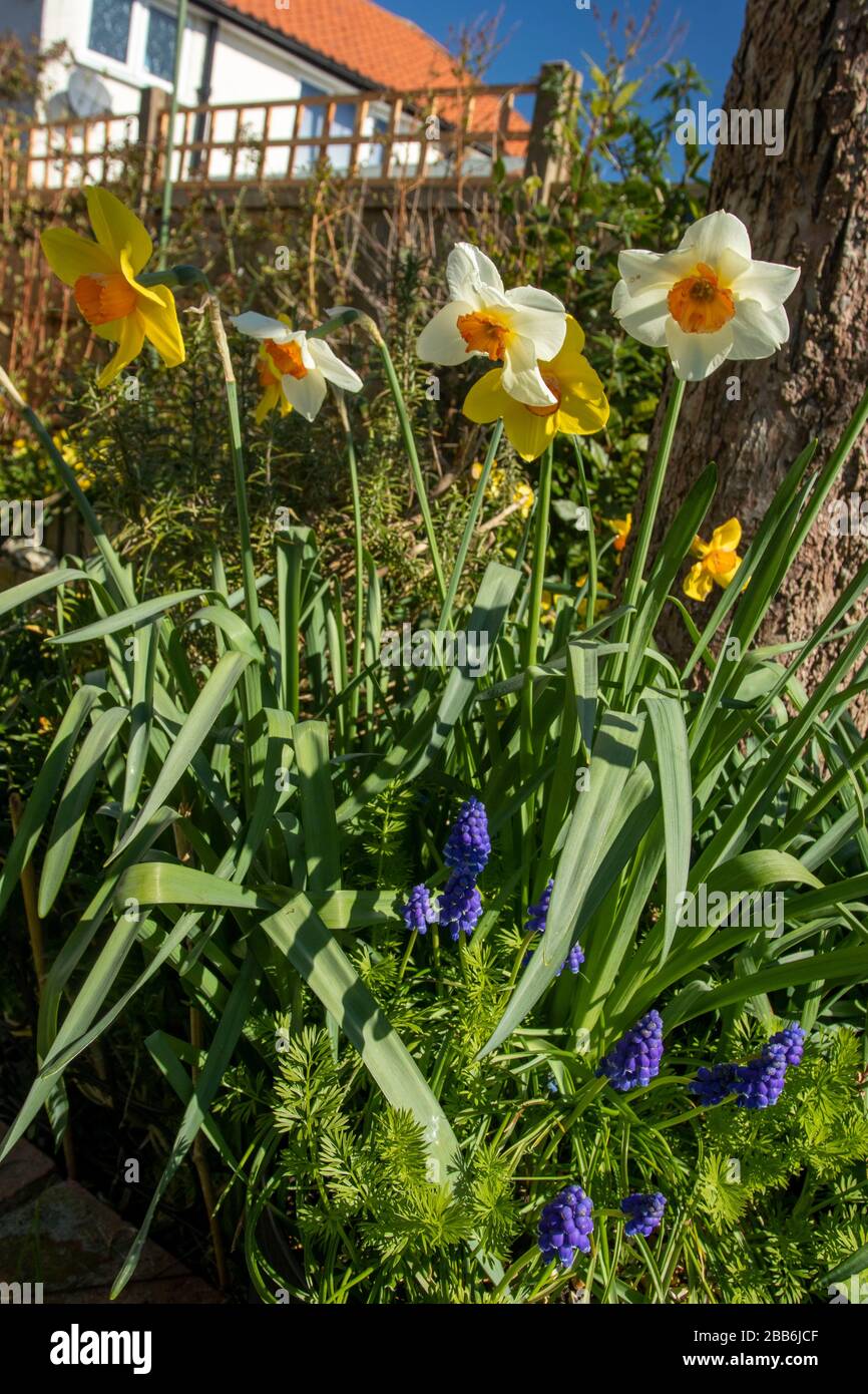 Daffodils flowering in the sunshine of an English urban spring garden, London, England, United