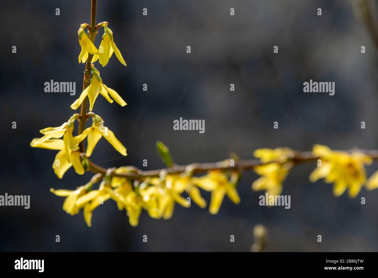 Forsythia, yellow spring flowering garden shrub plant in flower, London
