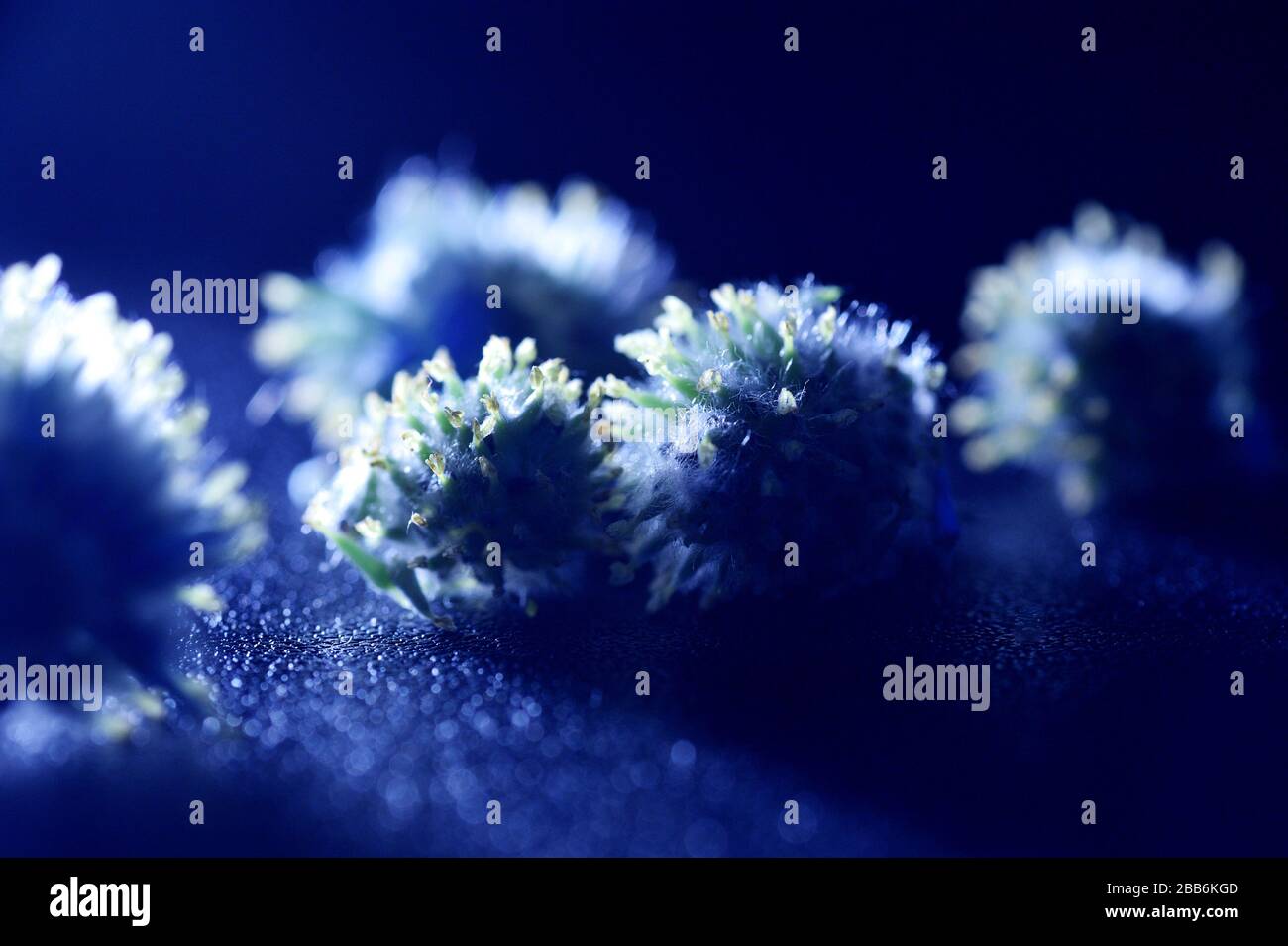 Abstract coronavirus on blue background. Virus Pandemic Protection Concept Stock Photo