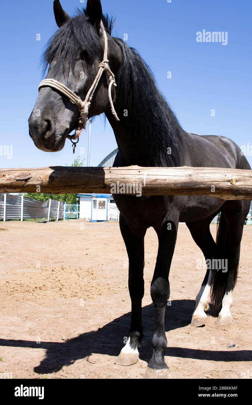 Black and white portrait of arabian horse Stock Photo - Alamy