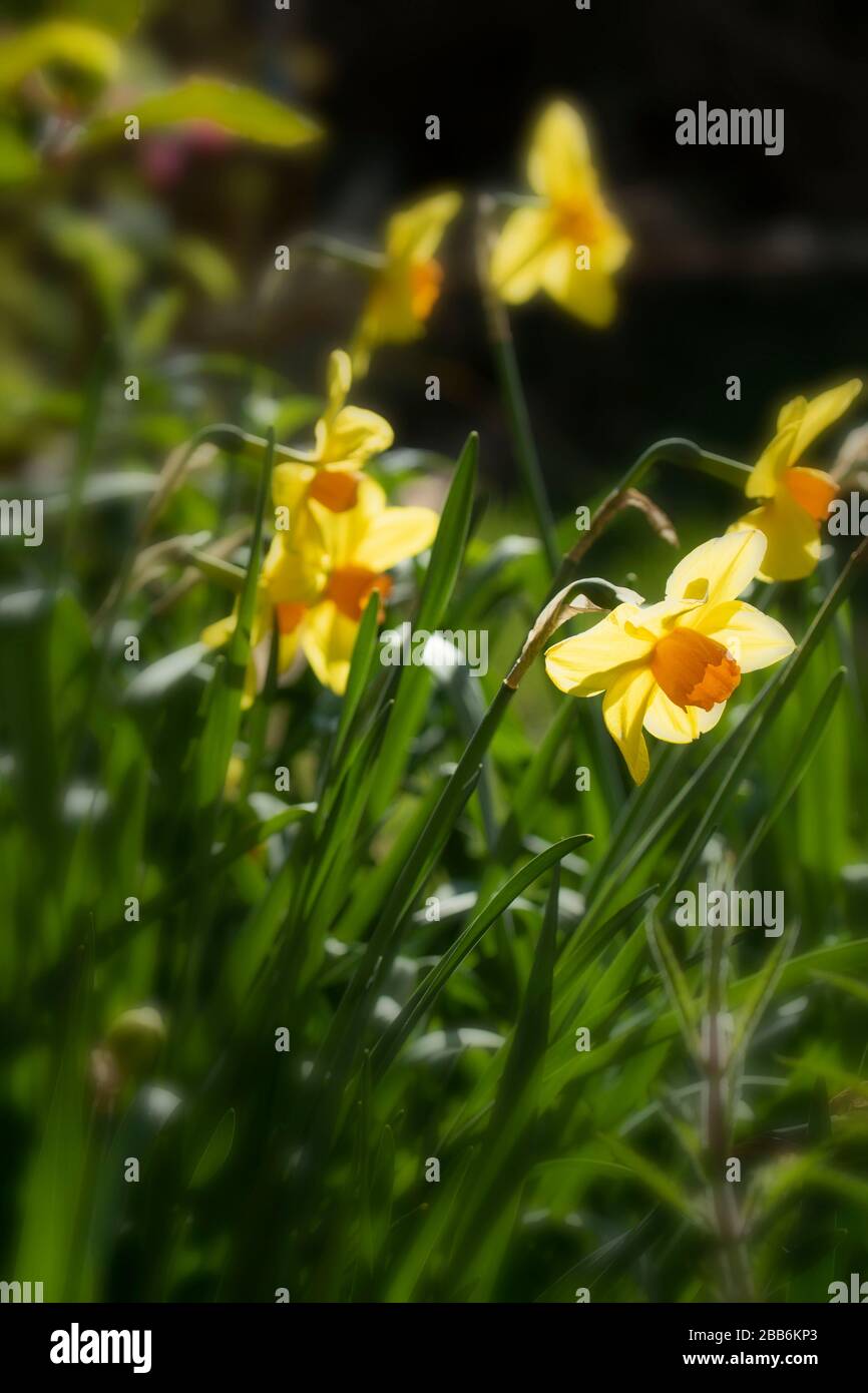Daffodils flowering in the sunshine of an English urban spring garden, London, England, United