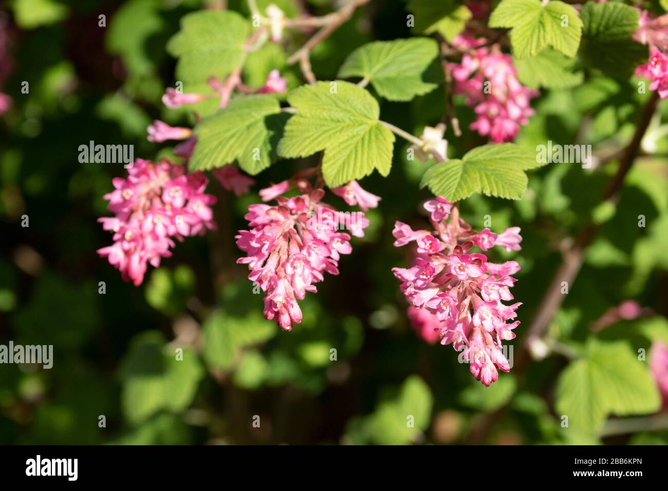 Red Flowering Currant Stock Photos Red Flowering Currant Stock