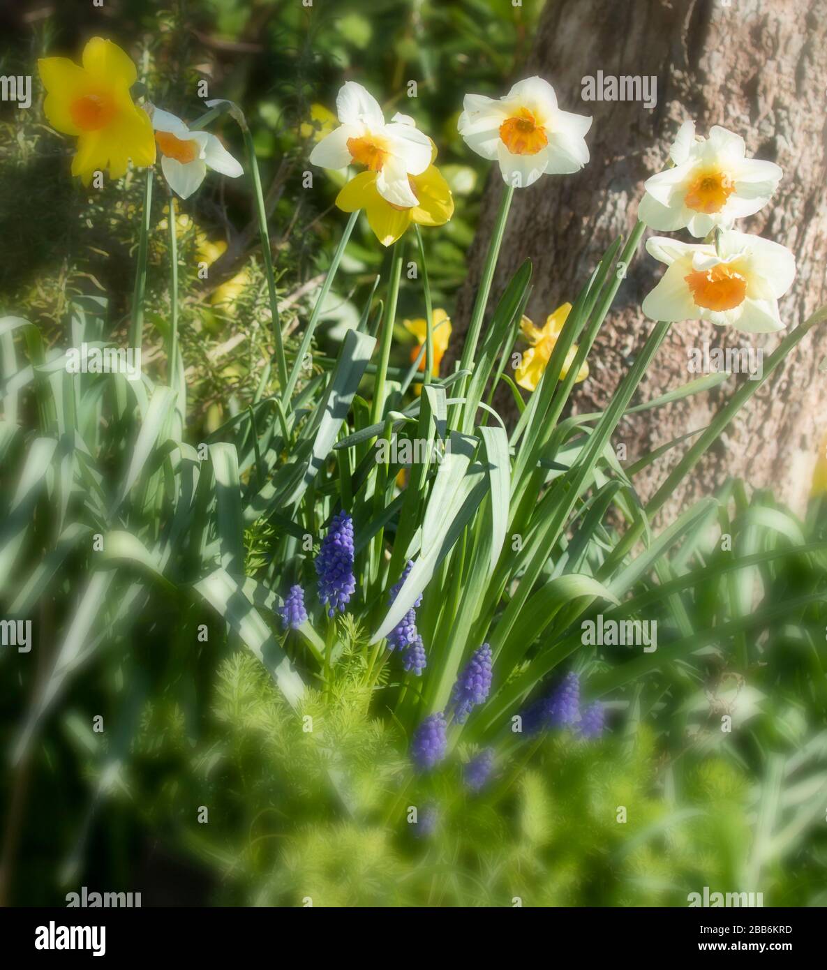 Daffodils flowering in the sunshine of an English urban spring garden, London, England, United