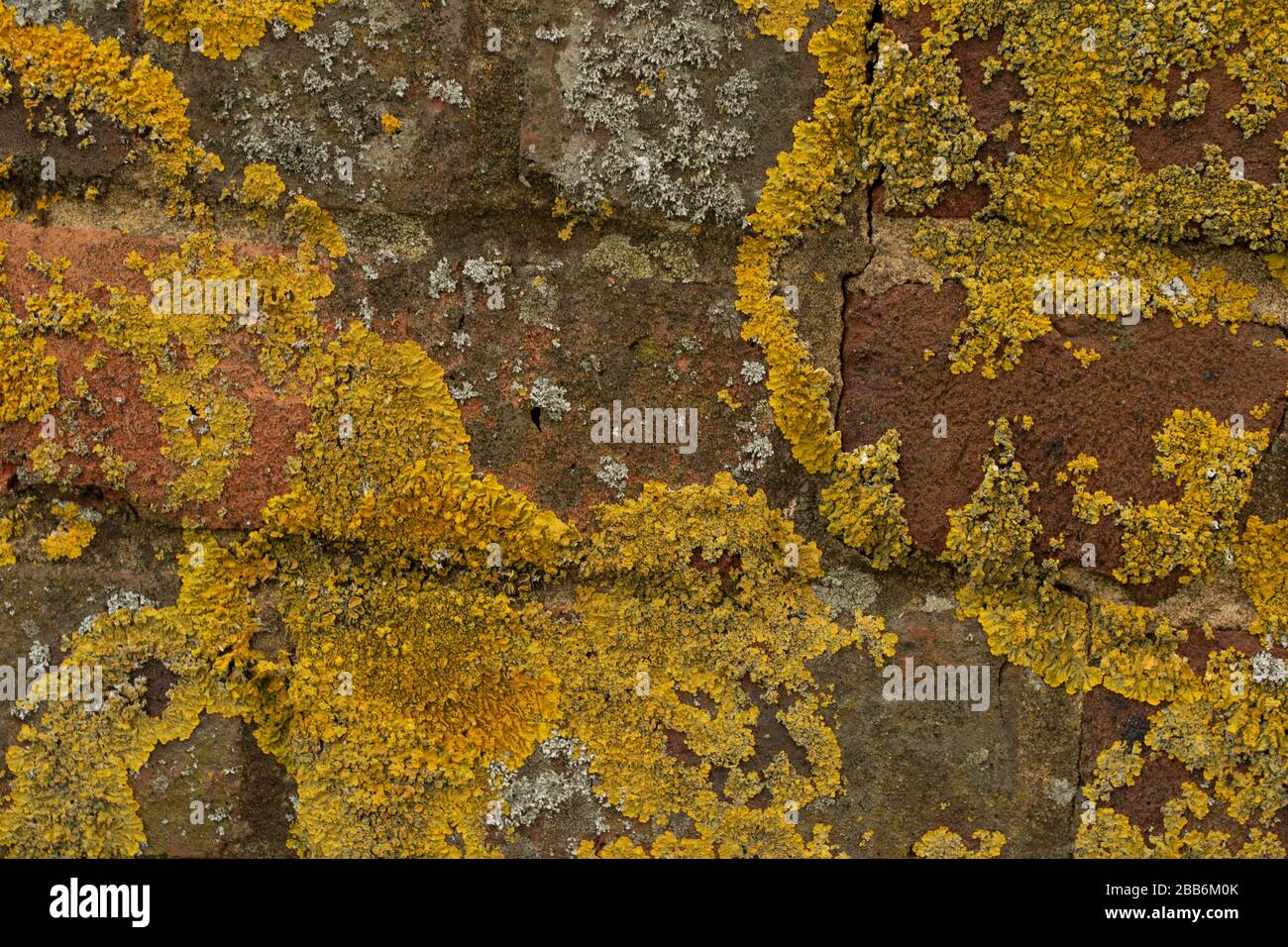 Yellow moss growing on brick wall nature close-up still-life Stock Photo