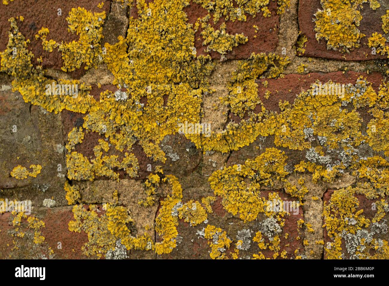 Yellow moss growing on brick wall nature close-up still-life Stock Photo