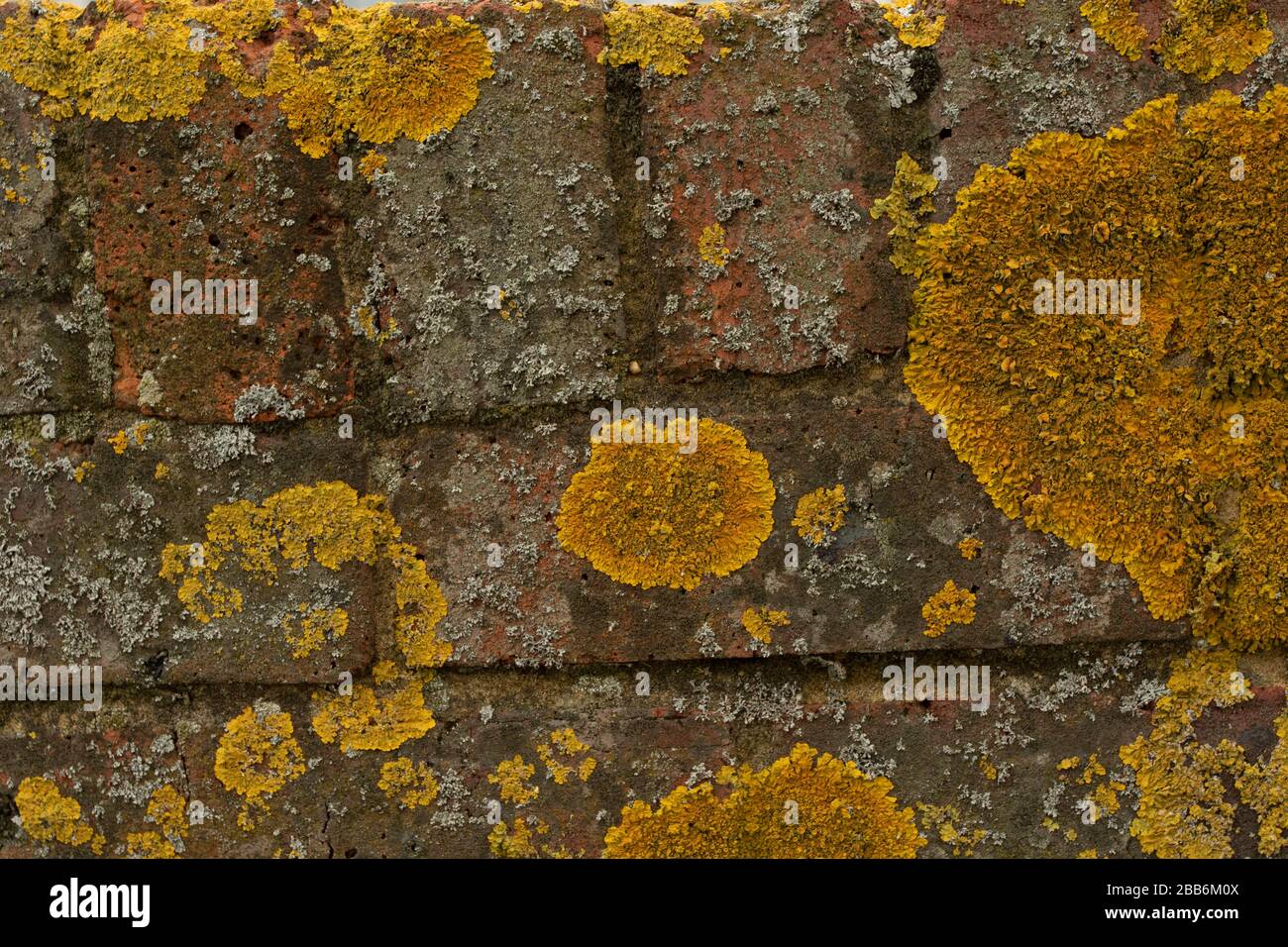 Yellow moss growing on brick wall nature close-up still-life Stock Photo