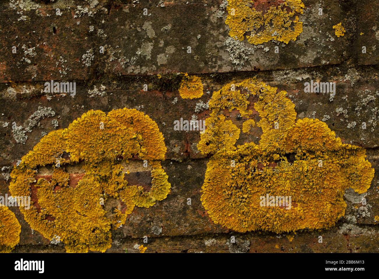 Yellow moss growing on brick wall nature close-up still-life Stock Photo