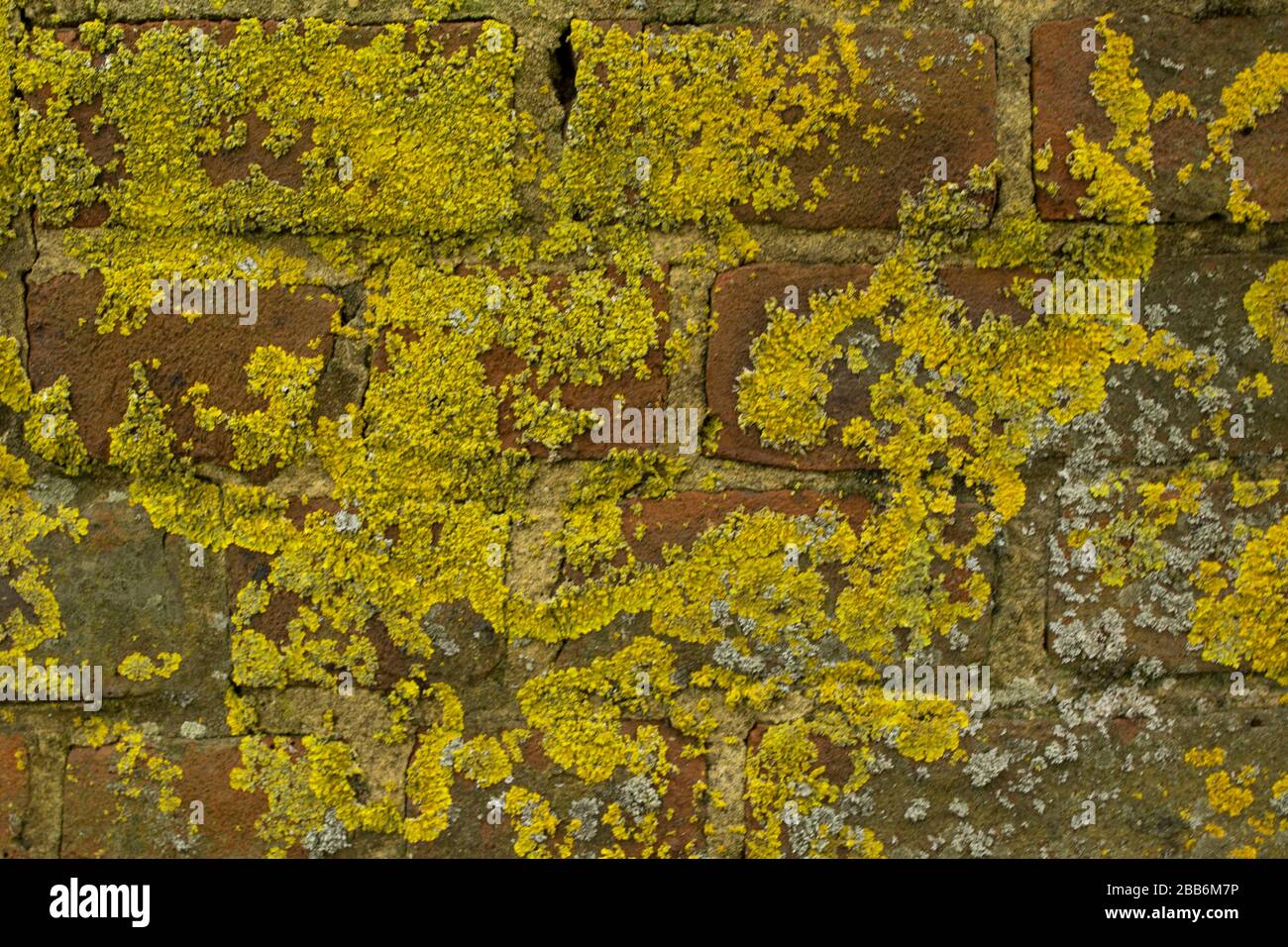 Yellow moss growing on brick wall nature close-up still-life Stock Photo