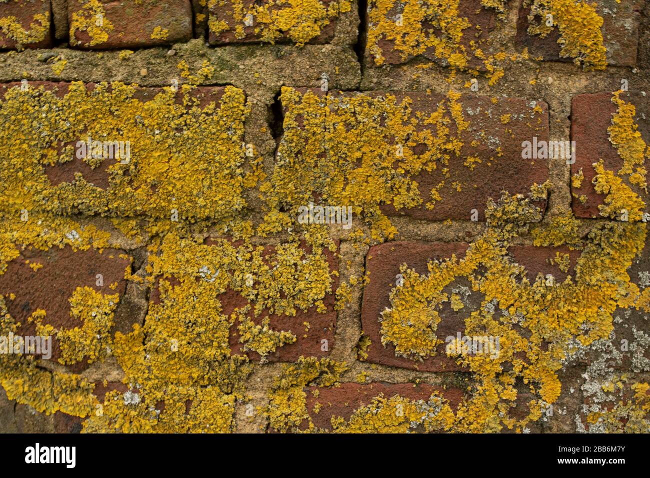 Yellow moss growing on brick wall nature close-up still-life Stock Photo