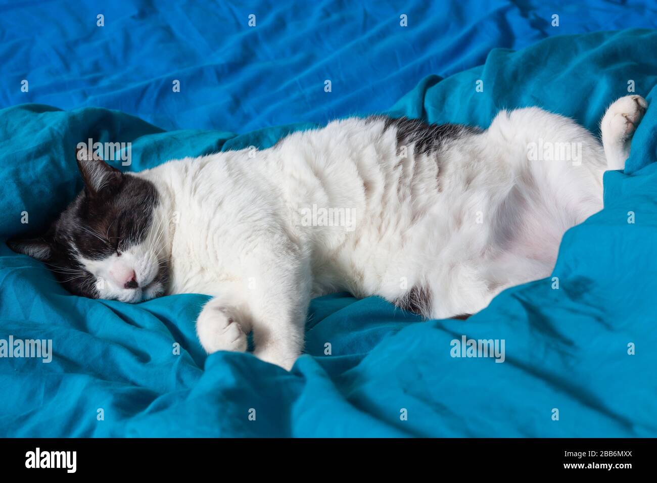 Brazen cat sleeps on bed in turquoise sheets. Black and white happy cat. Cat's life. Cat lives in the house. Stock Photo