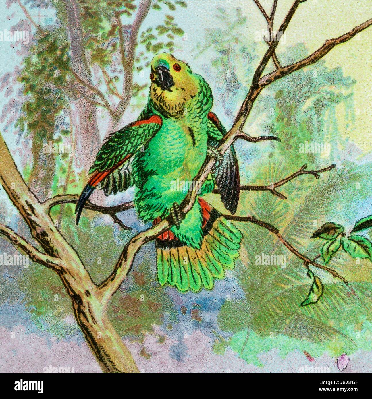 These are a natural scenic illustration of wildlife, natural habitat, animals, aviaries, animal kingdom, sanctuary, wildlife refuge, biosphere, conservation and illustrations of flora and fauna presented circa 1900 Stock Photo