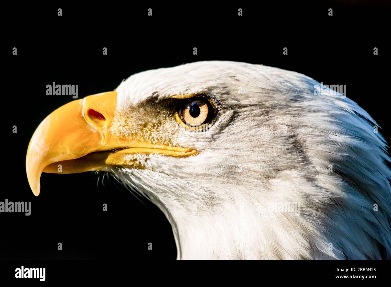 Close-up of a bald eagle, Canada Stock Photo