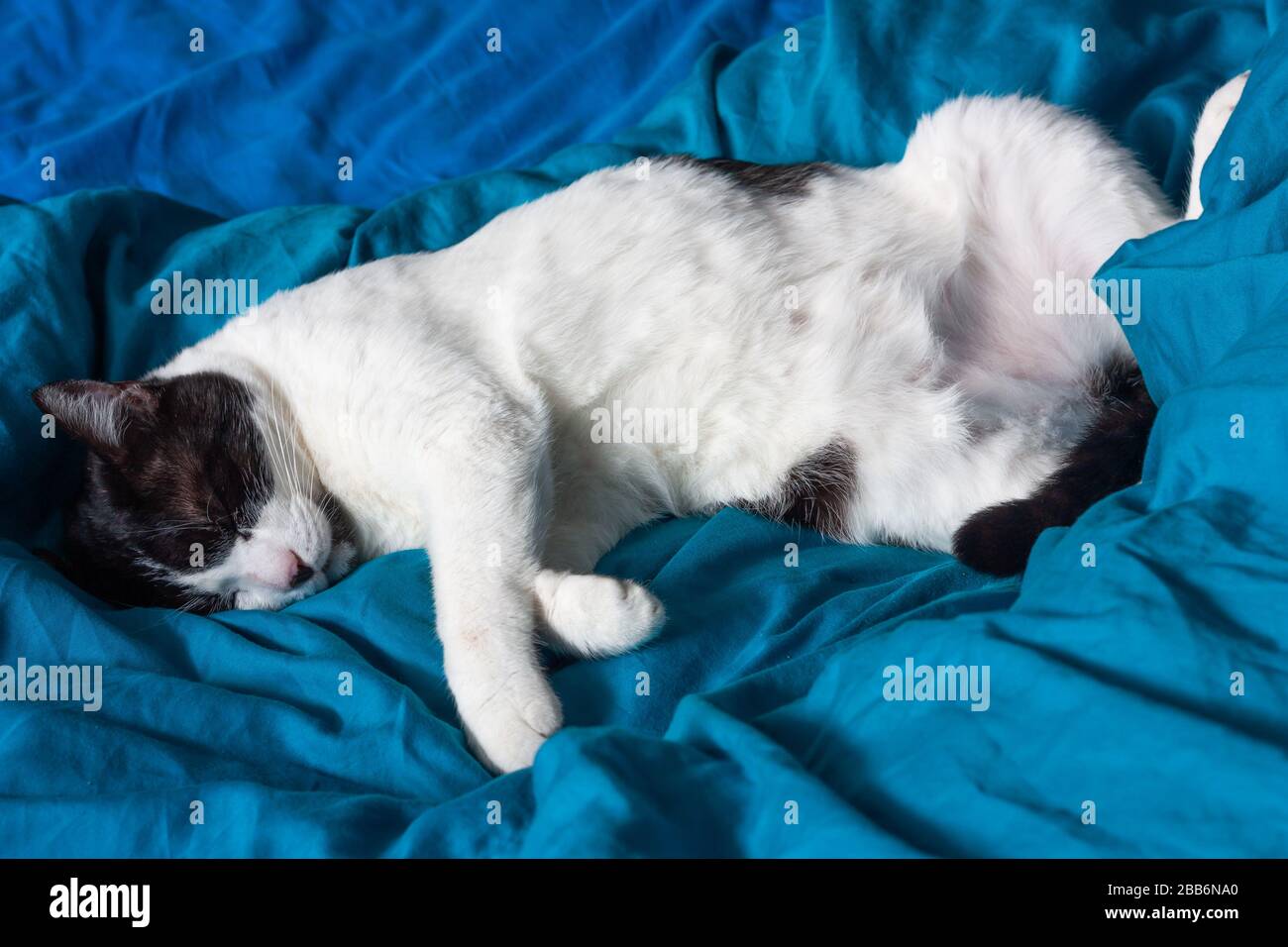 Brazen cat sleeps on bed in turquoise sheets. Black and white happy cat. Cat's life. Cat lives in the house. Stock Photo