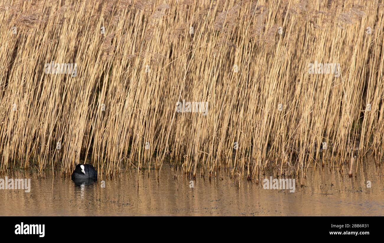 A coot against a backdrop of dense reeds with a reflection in the waters surface Stock Photo