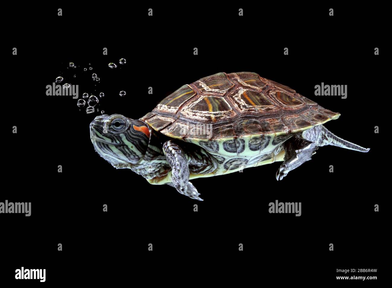 Red-eared slider turtle swimming underwater, Indonesia Stock Photo