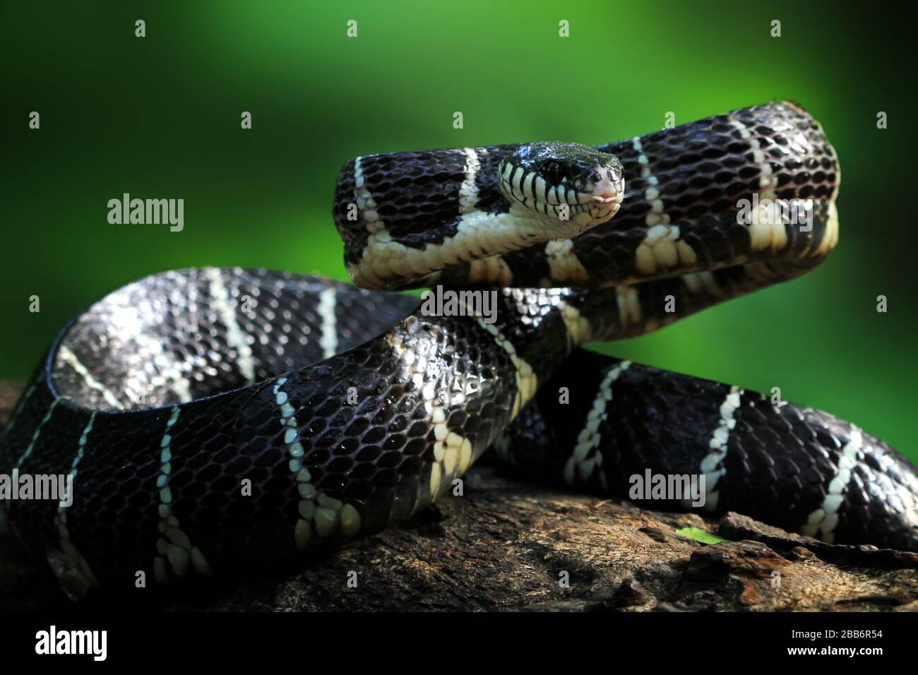 Sedge Viper Ready To Strike Atheris Photograph by Nhpa - Pixels