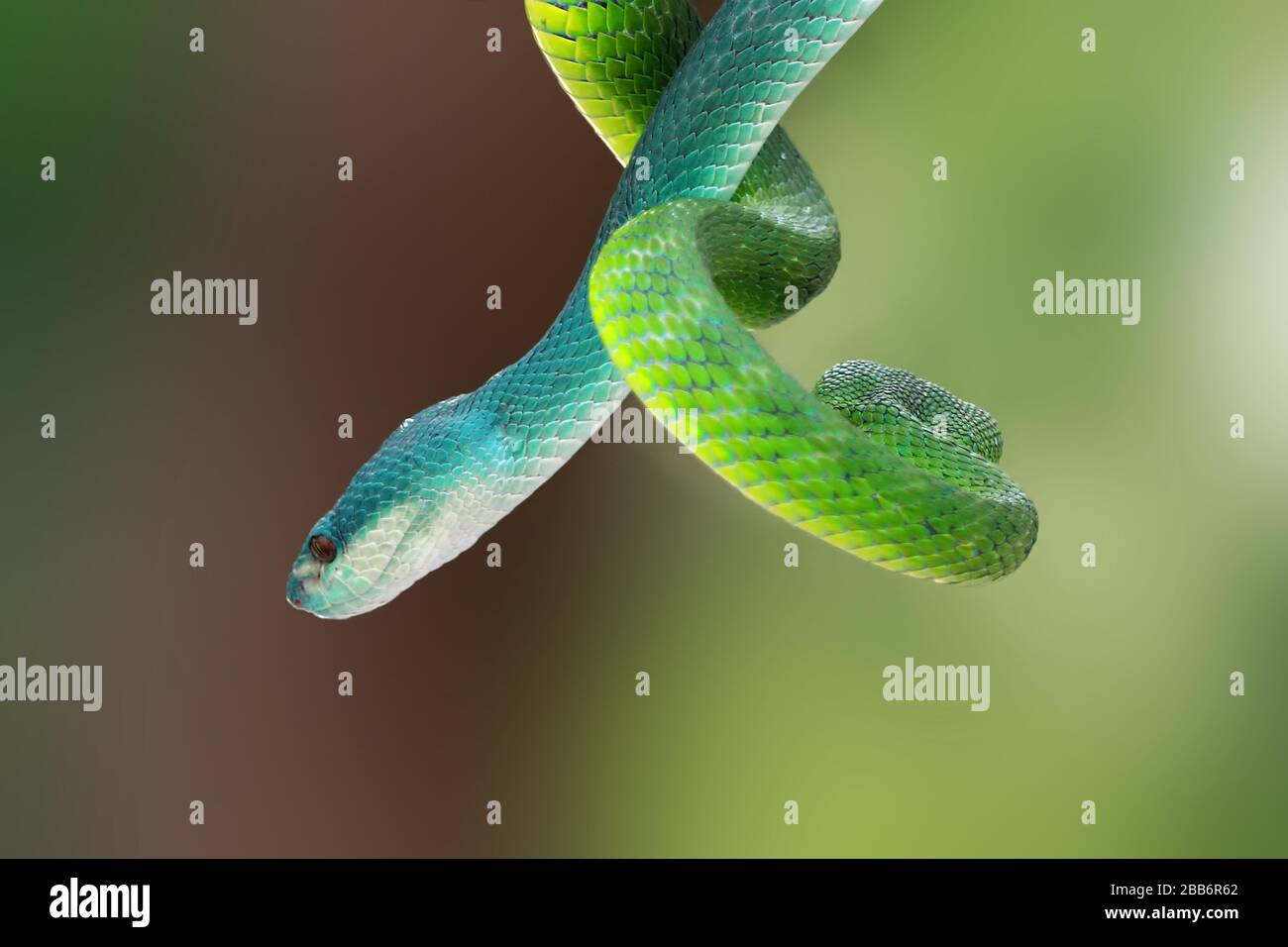 Indonesian Blue viper snake and Green white-lipped pit viper snake entwined on a branch, Indonesia Stock Photo