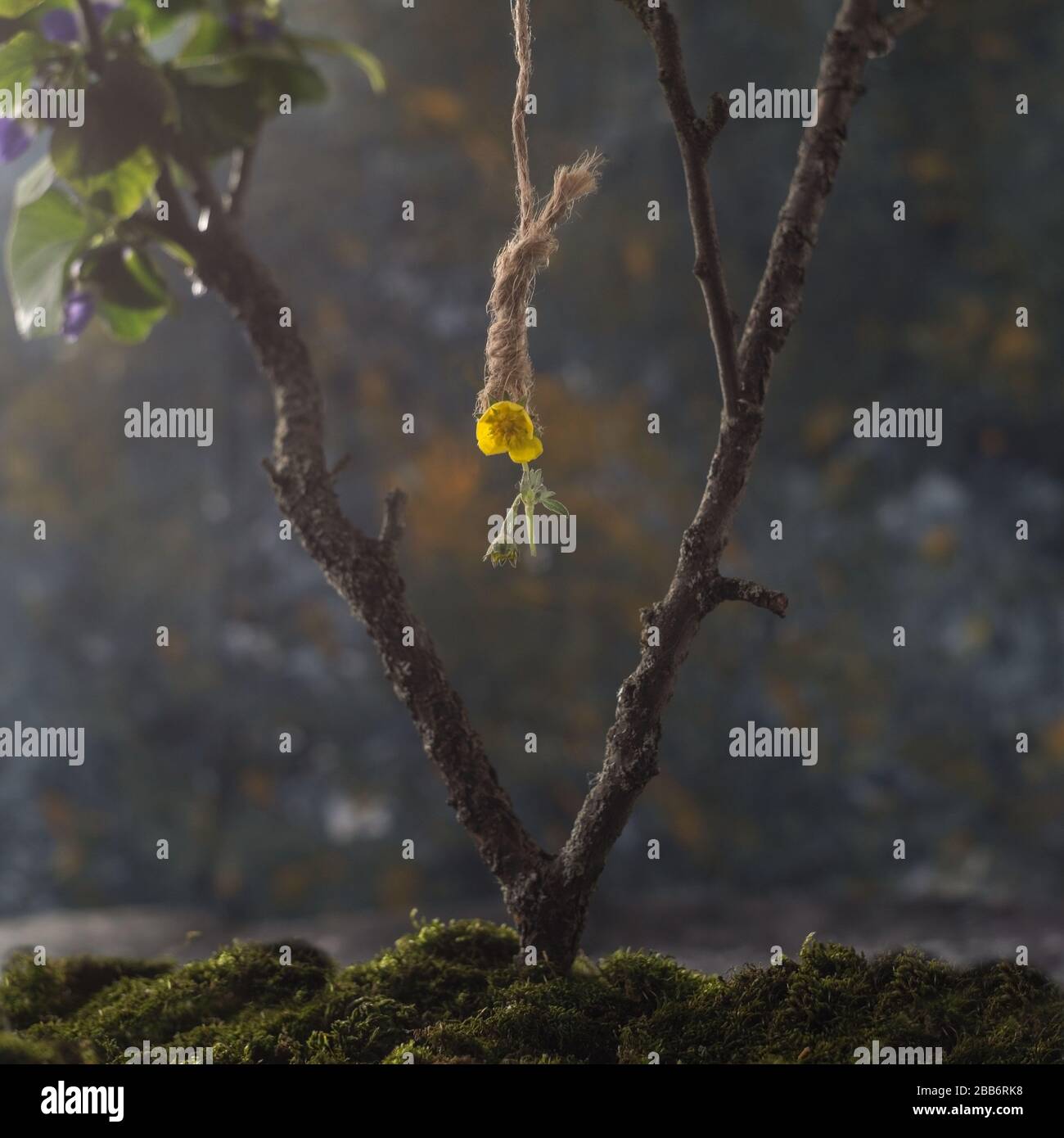 close up, still life concept, yellow flower hanging from a tree on a hanging loop. Suicide concept. On an abstract natural background. child suicide. Stock Photo