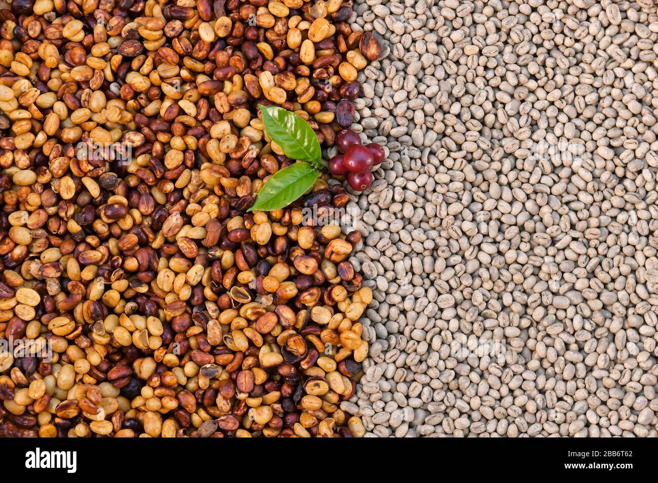 Close-up of Arabica coffee beans Stock Photo