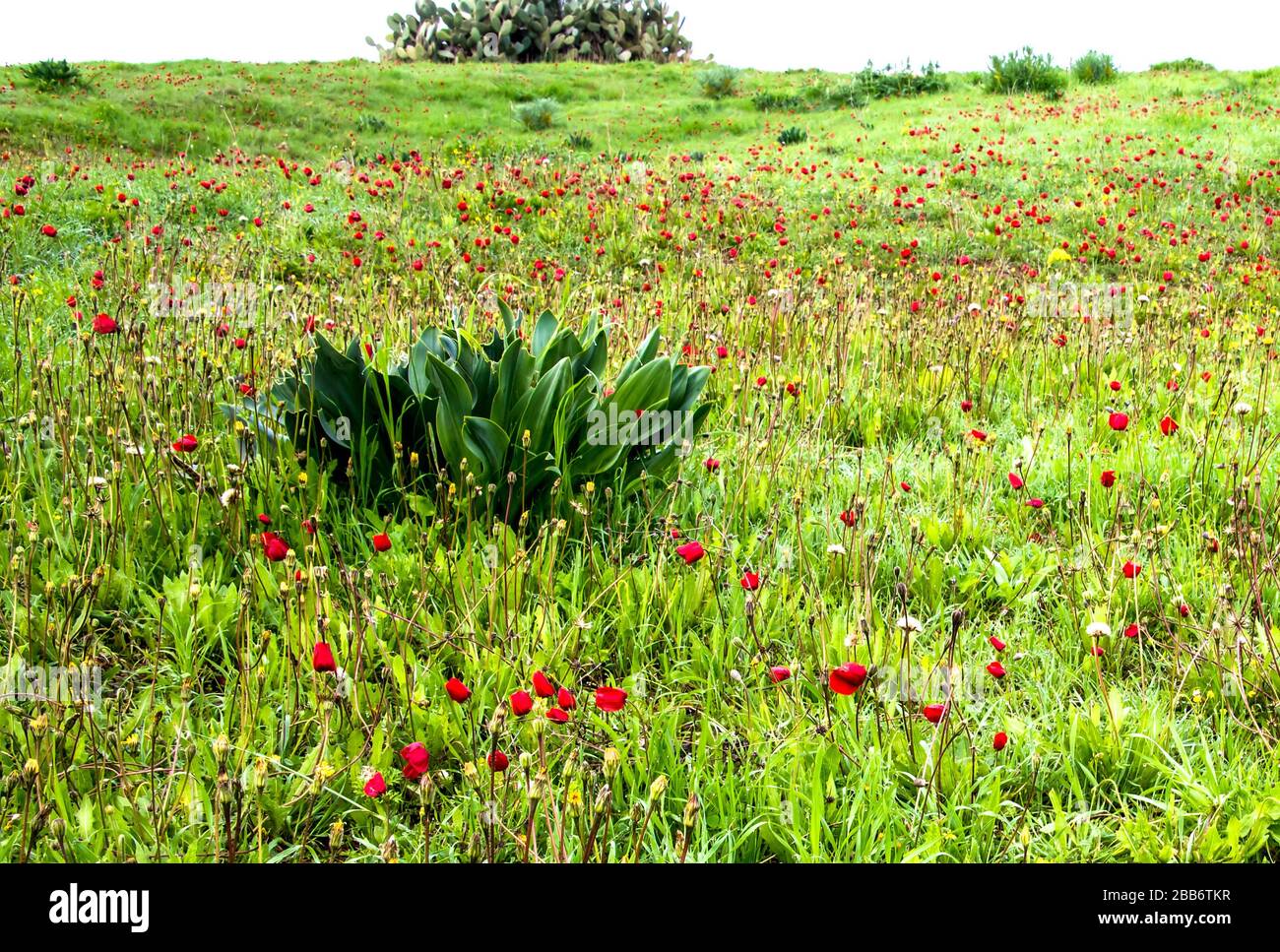 Spring anemone kalaniot poppies carpet the Negev, Israel. Stock Photo
