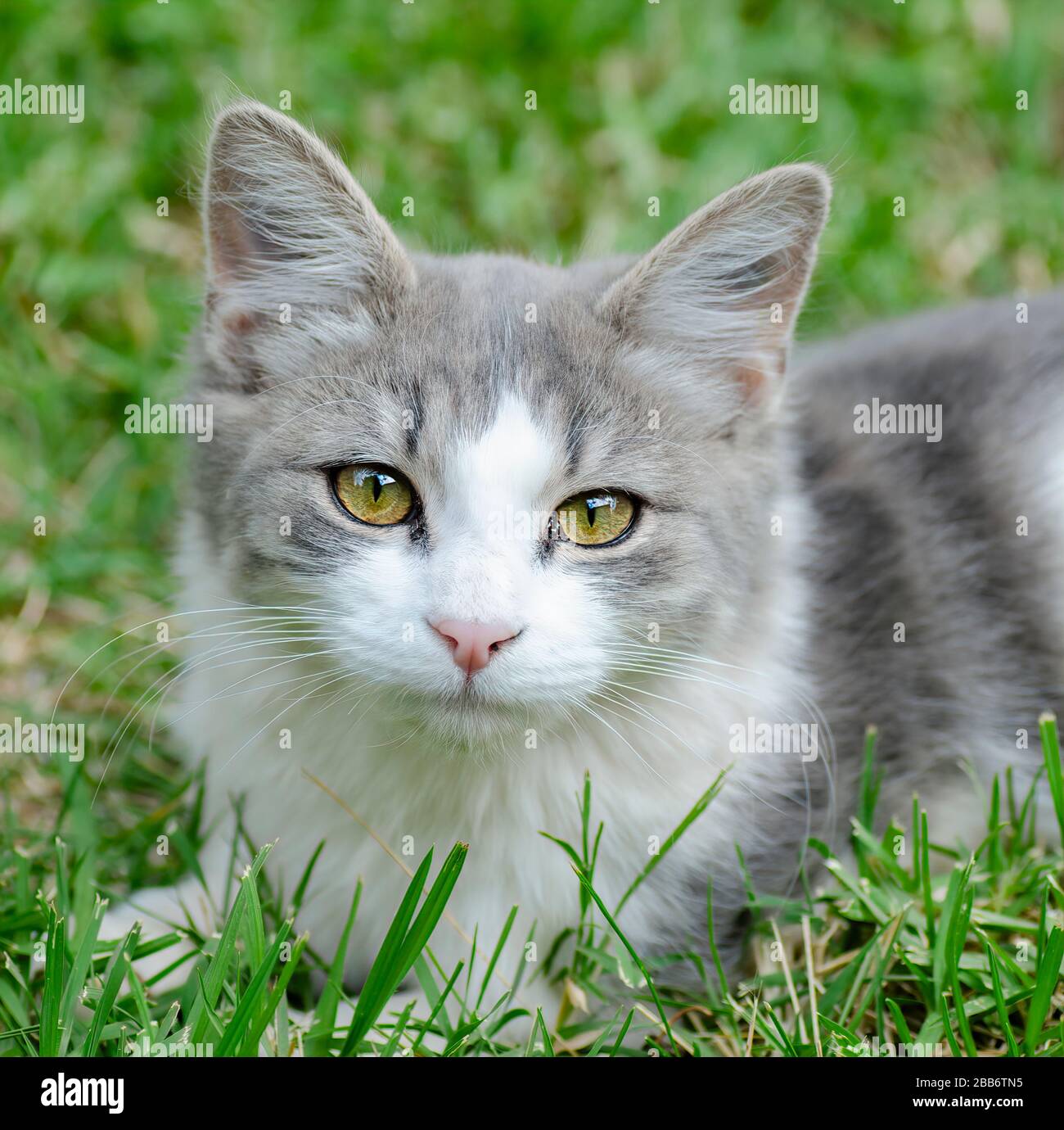 Fluffy cat sitting in the grass, Australia Stock Photo