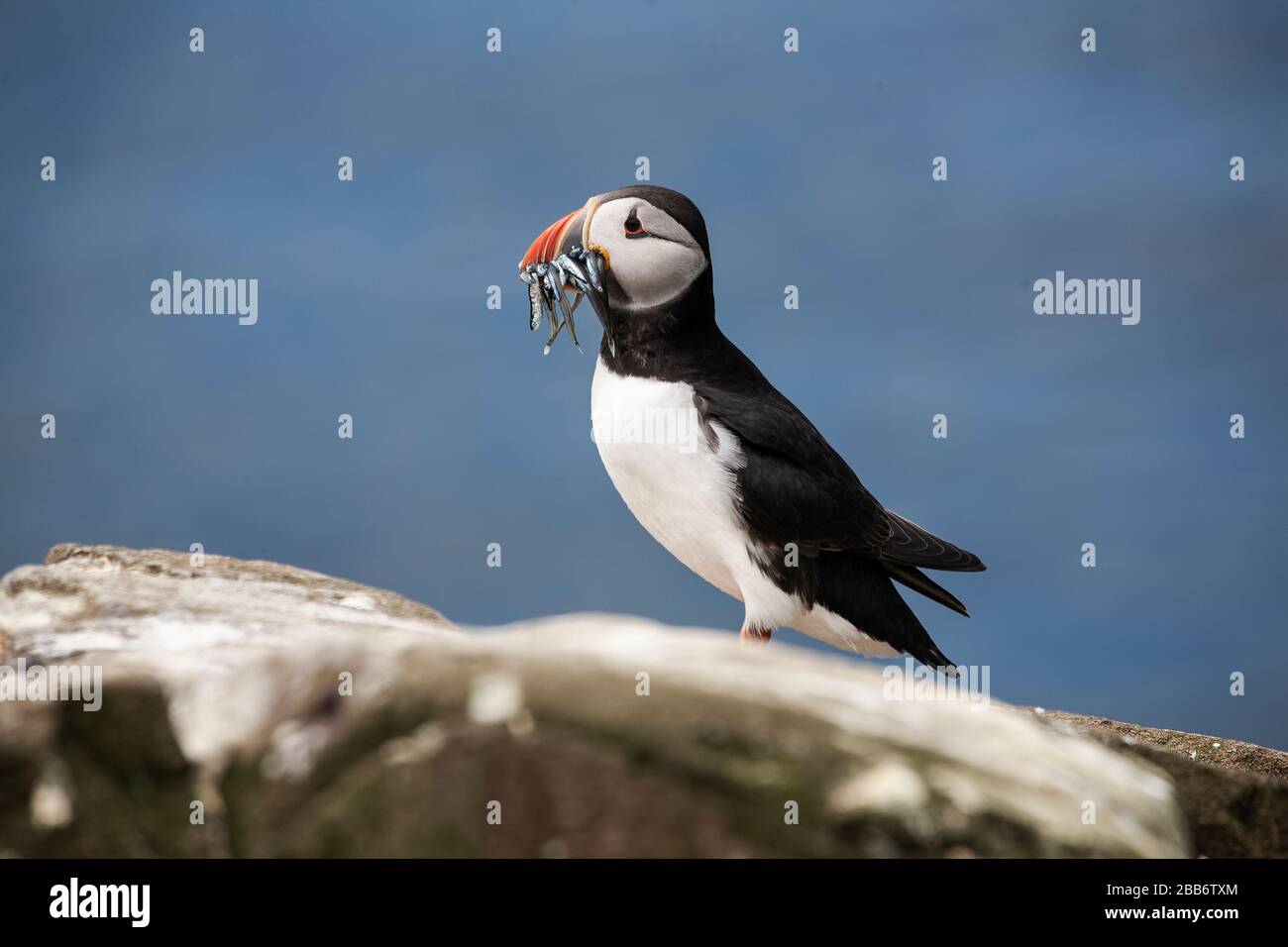 Common or Atlantic Puffin Fratercula arctica close up in profile with a bill full of sand eels on a rock on the Farne Islands, Northumberland U.K. Stock Photo