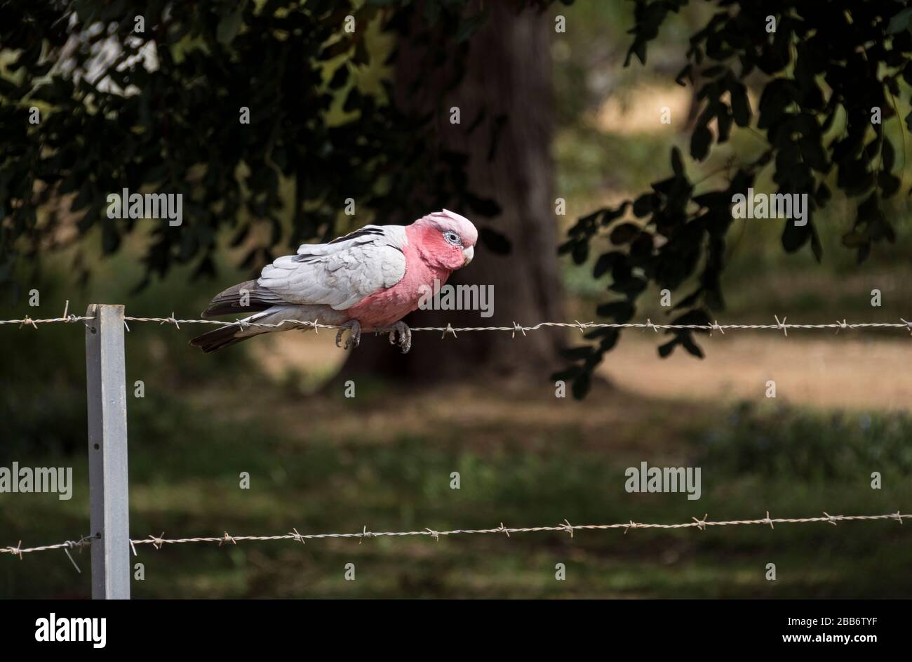 Rose breasted cockatoo sitting on a wire fence, Western Australia, Australia Stock Photo