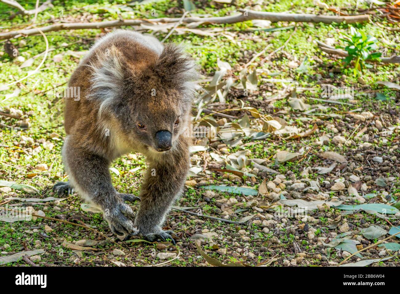 Portrait of a Koala walking, Australia Stock Photo