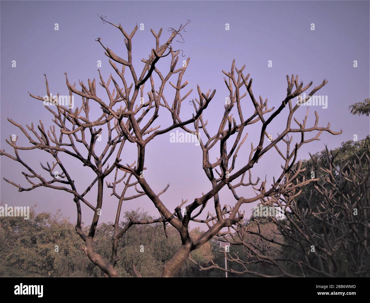 Amazing tree with tiny branches but no leaves with pinkish blue sky on backdrop, India Stock Photo