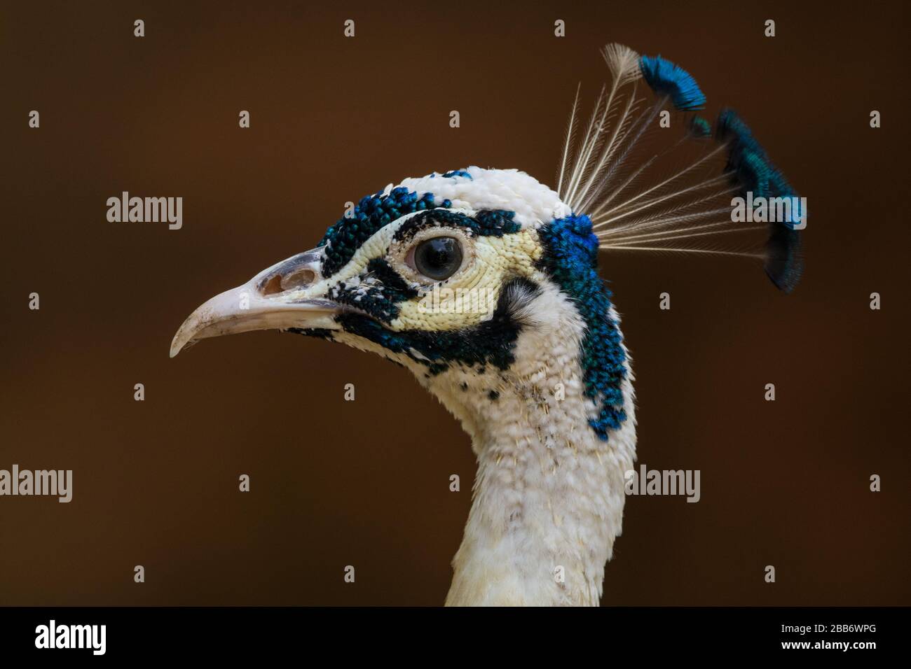 Portrait of a peacock, Indonesia Stock Photo