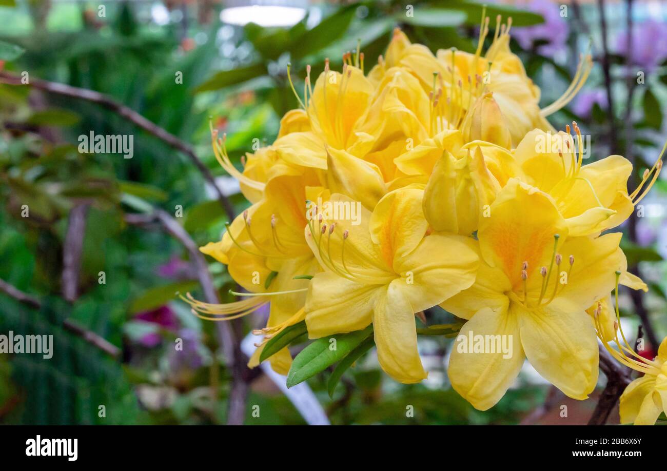 Yellow pacific rhododendron (Rhododendron macrophyllum) is a large-leaved species of Rhododendron native to the Pacific Coast of North America. Stock Photo