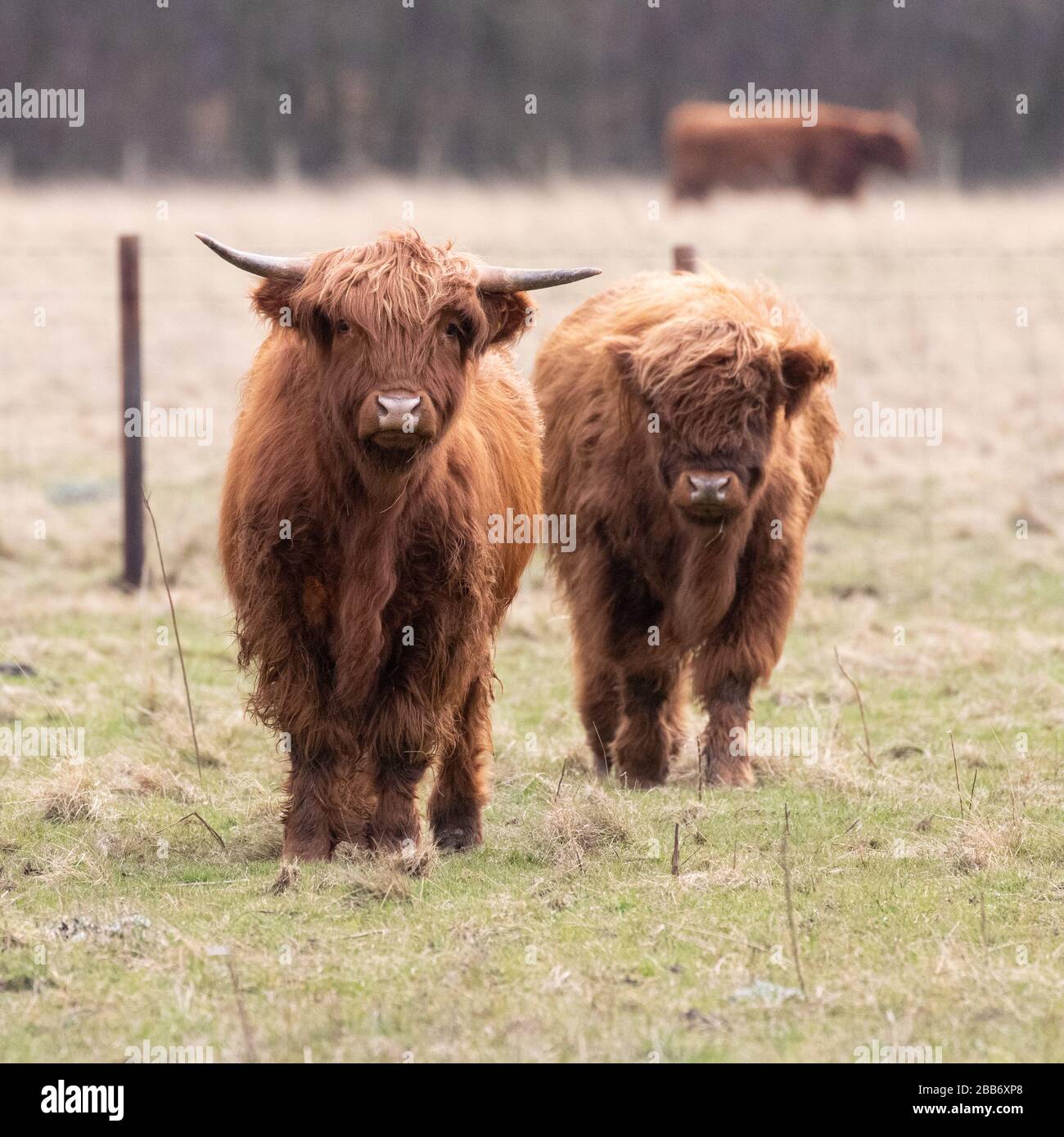 Inquisitive highland cows grazing a field of grass Stock Photo