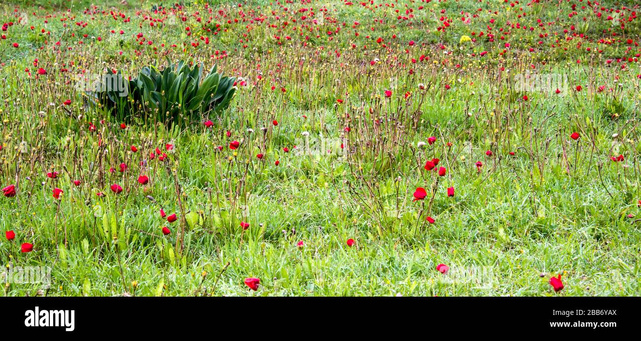 Spring anemone kalaniot poppies carpet the Negev, Israel. Stock Photo