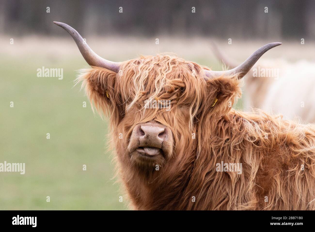 A fluffy highland cow with large horns Stock Photo