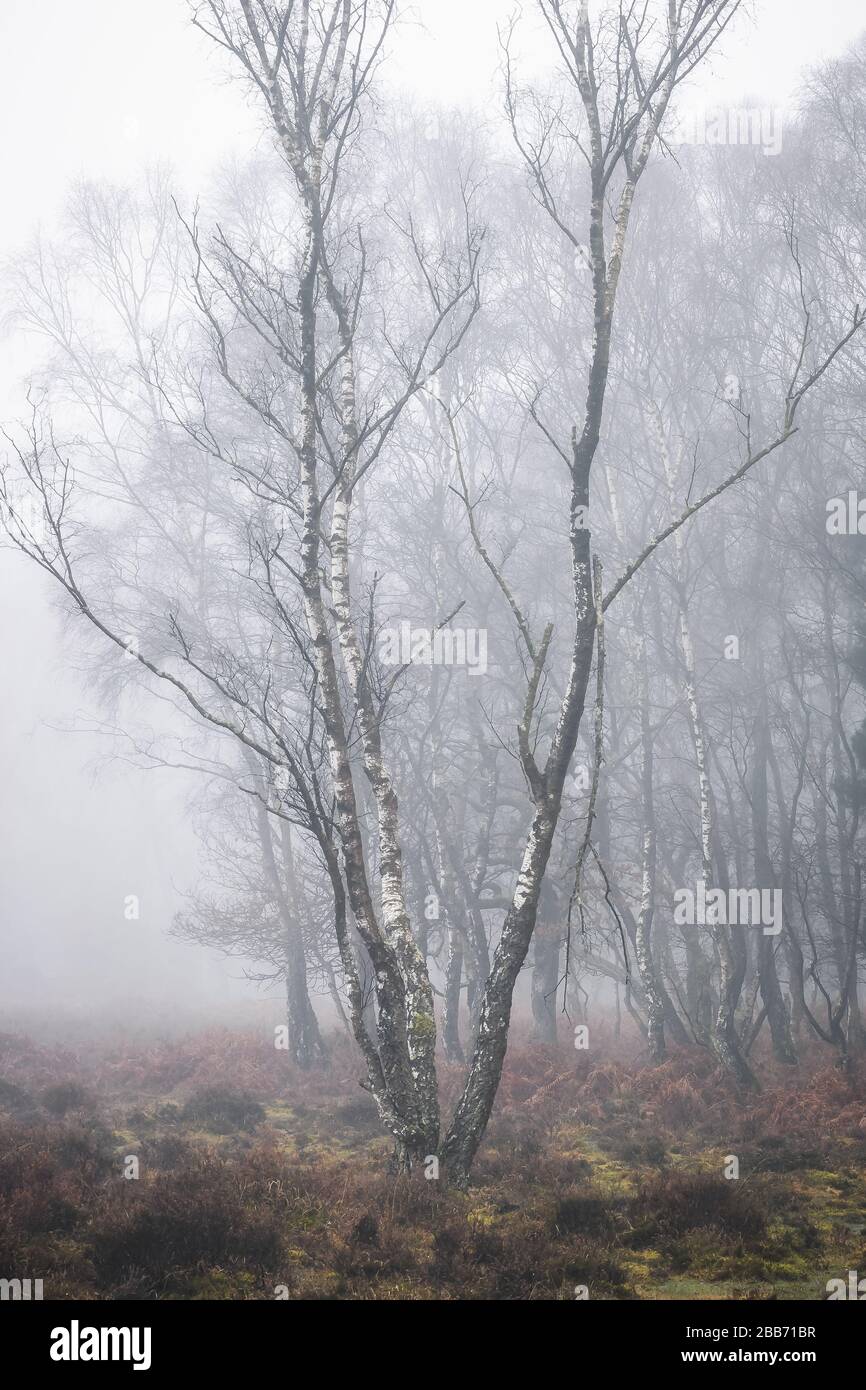 New Forest Winter Stock Photo