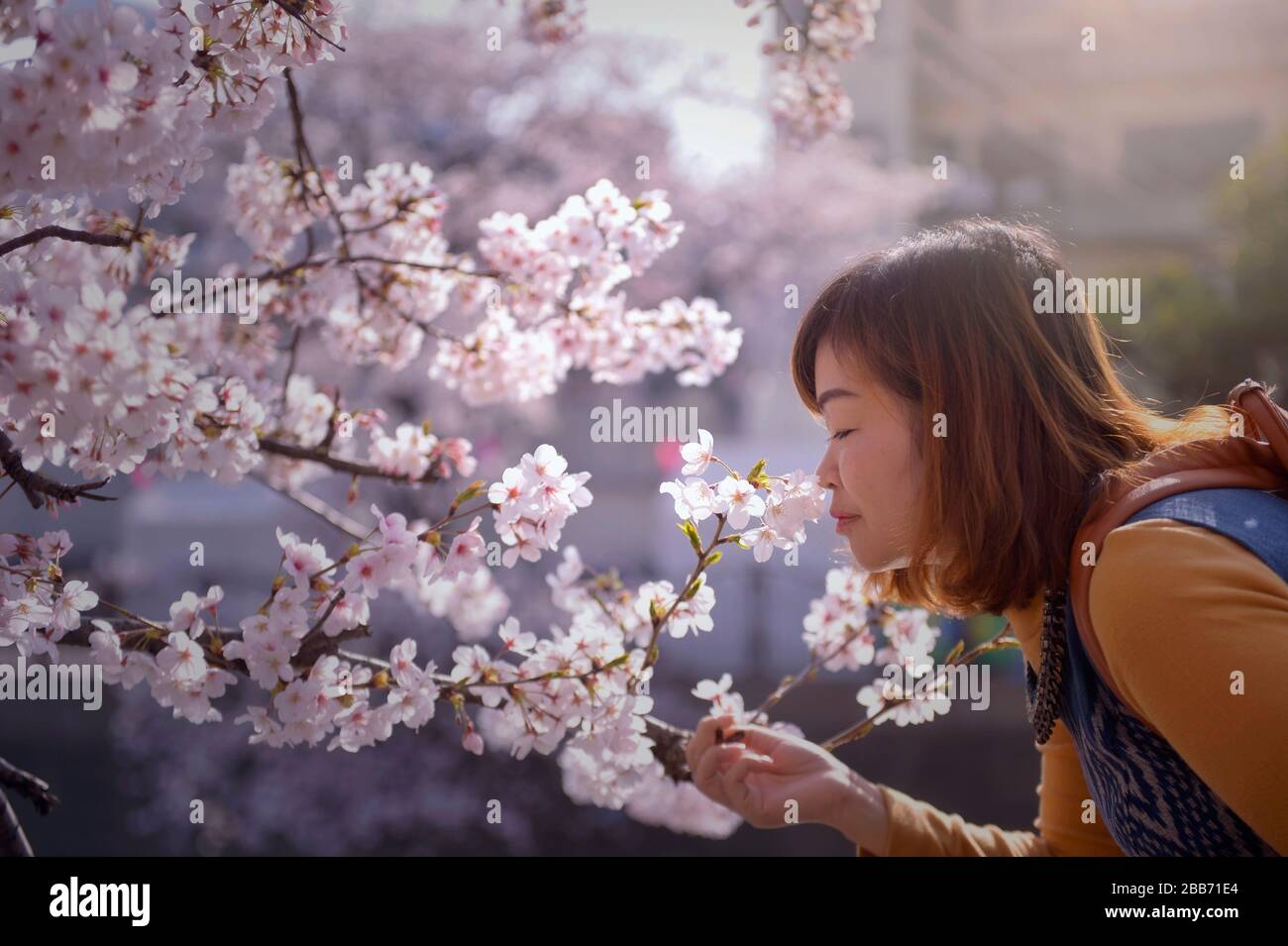Woman smelling cherry blossom tree, Tohoku, Honshu, Japan Stock Photo