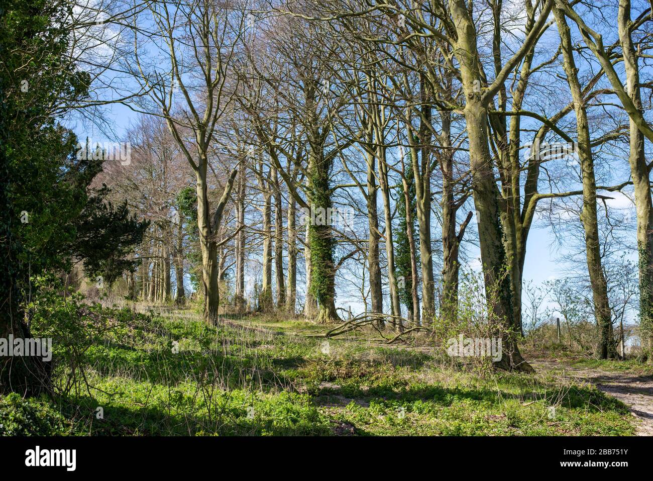Group of trees sunny wood hi-res stock photography and images - Alamy