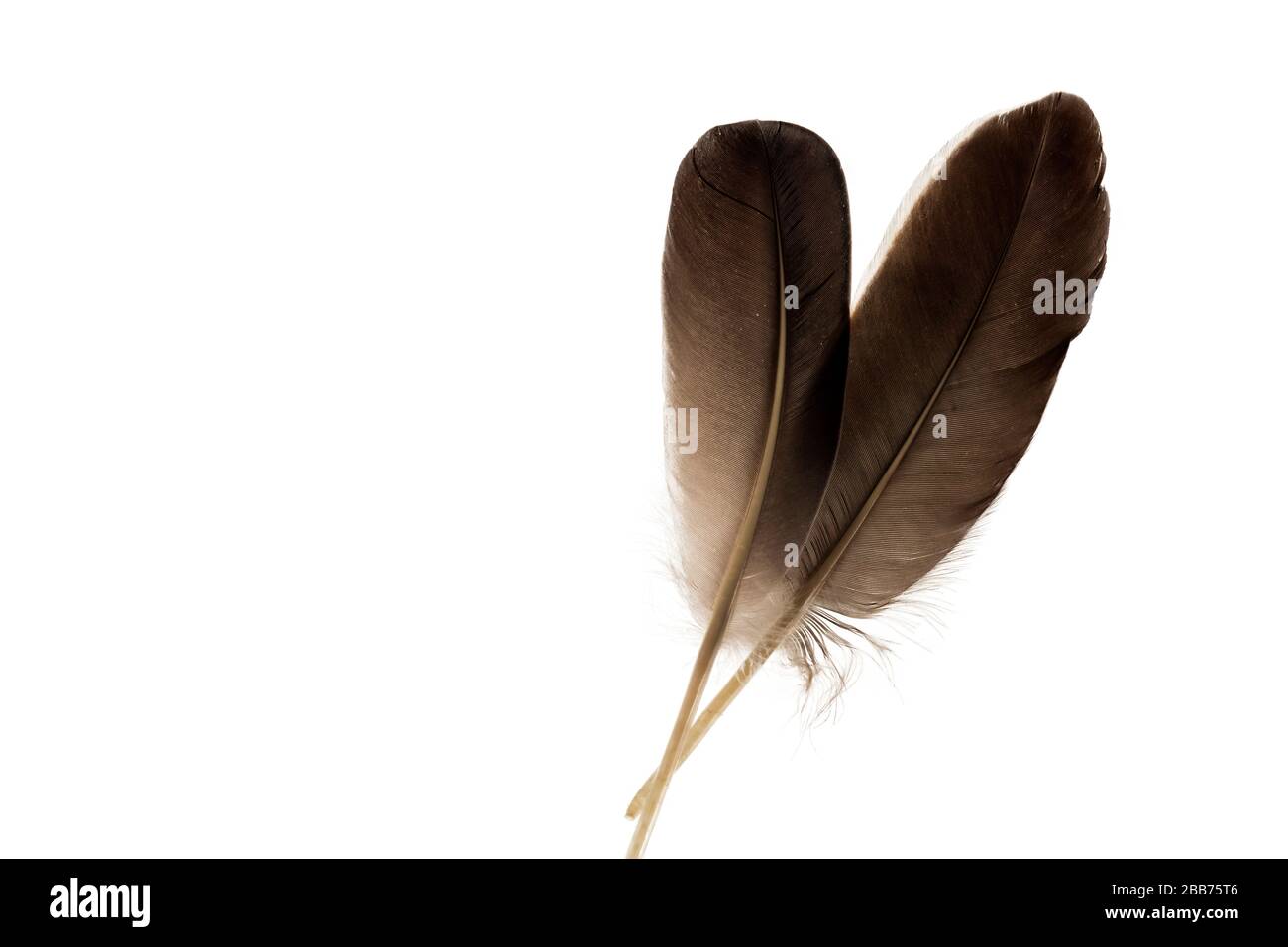 Close up view of different colour feathers isolated on white background ...