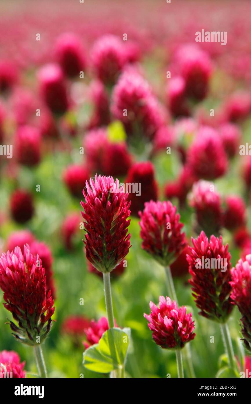 Trifolium incarnatum, known as crimson clover or Italian clover; German: Inkarnatklee Stock Photo