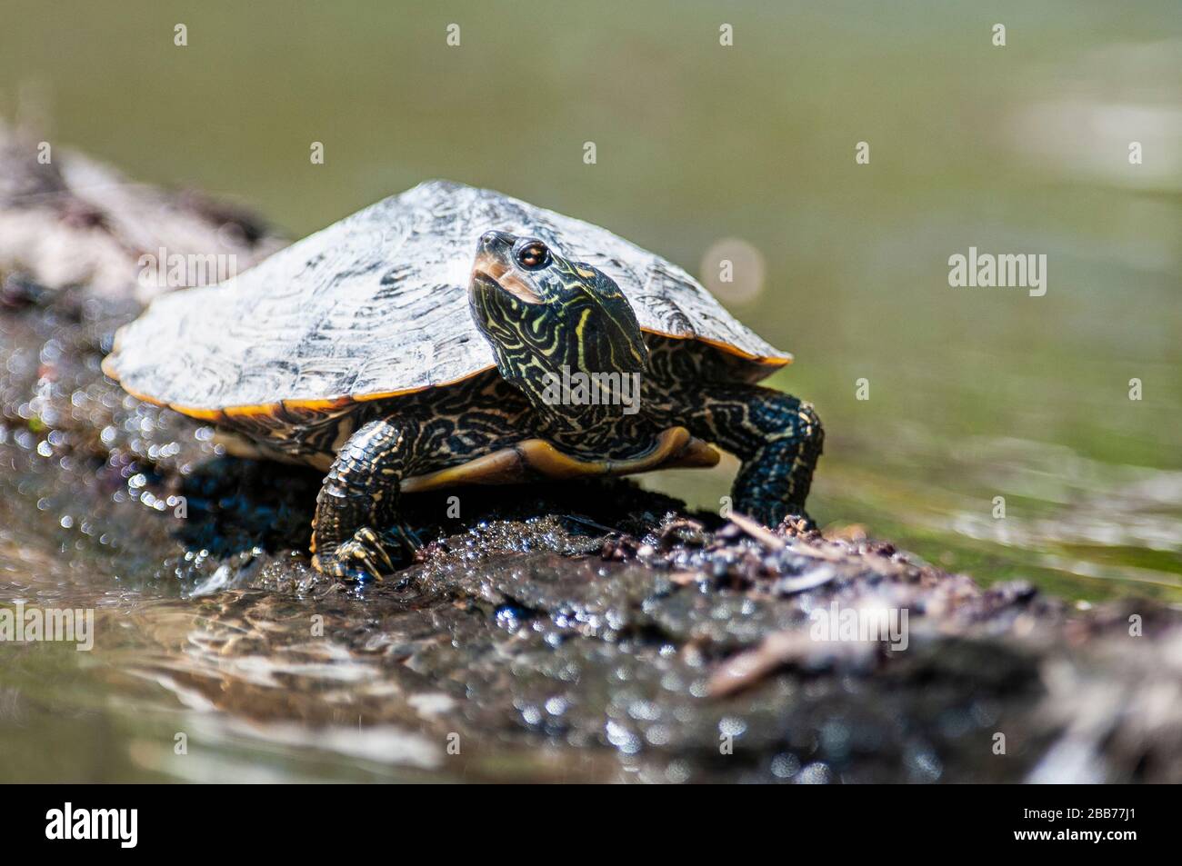 Northern Map Turtle sunbathing on a floating log Stock Photo